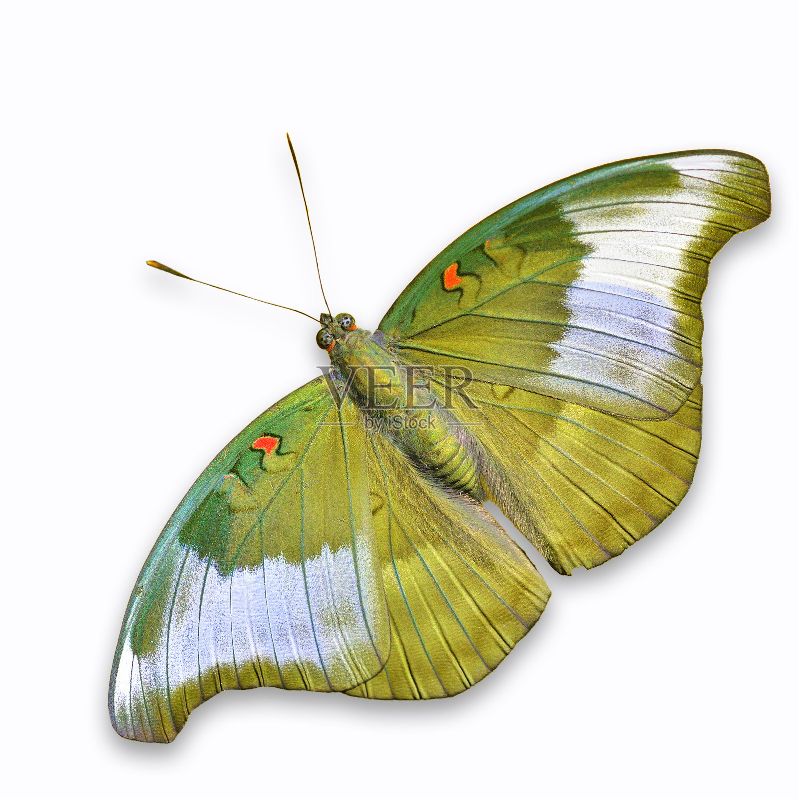 黄色的蝴蝶照片摄影图片