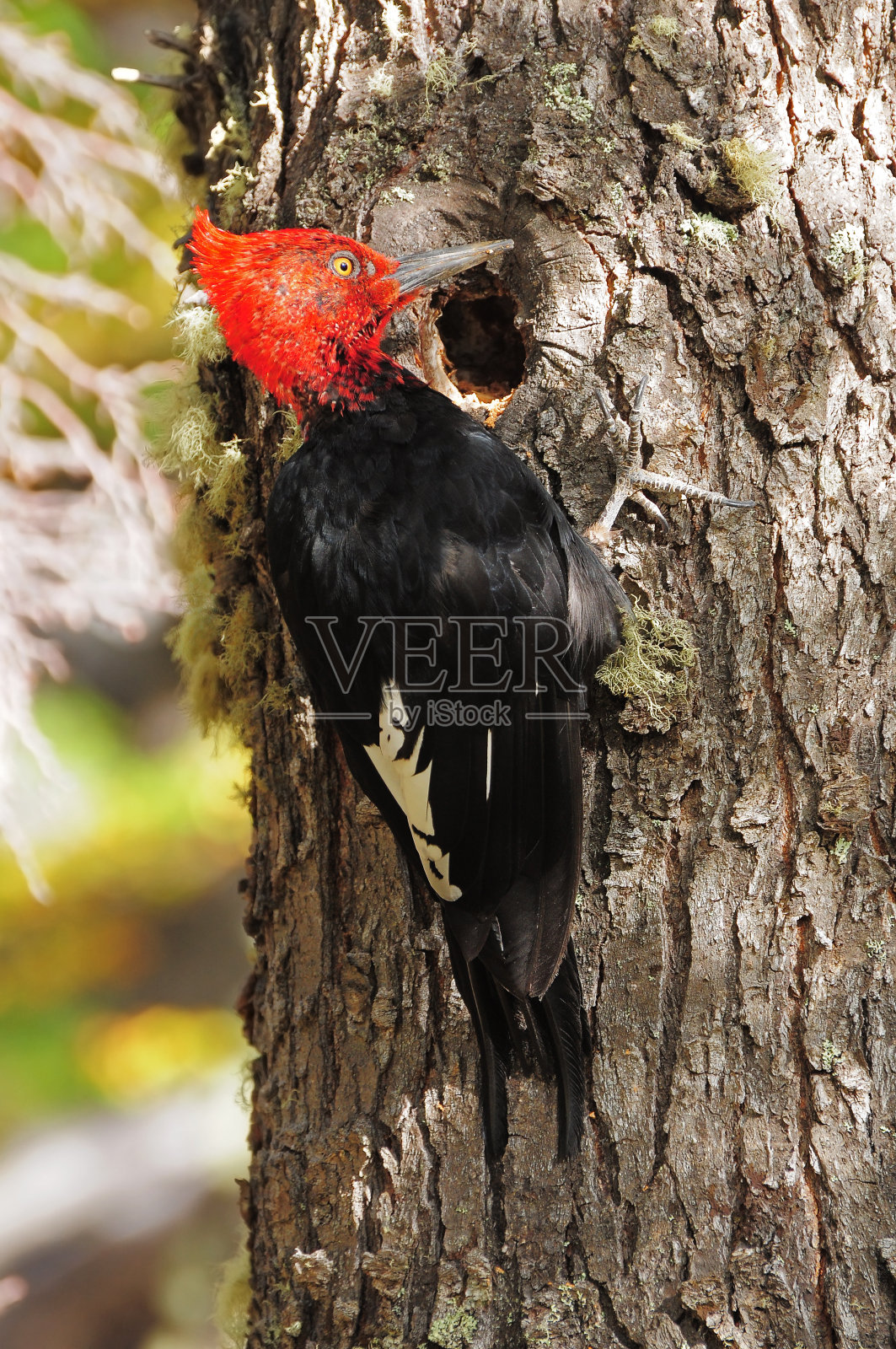 啄木鸟。照片摄影图片
