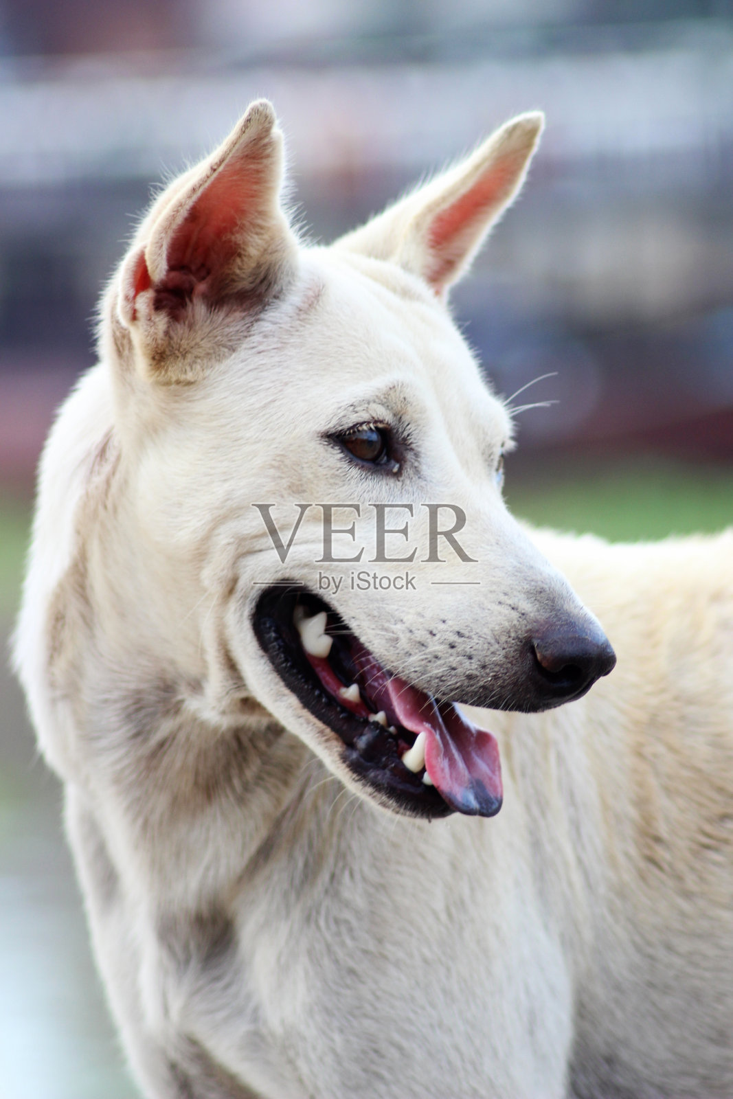 白色泰国犬特写照片摄影图片