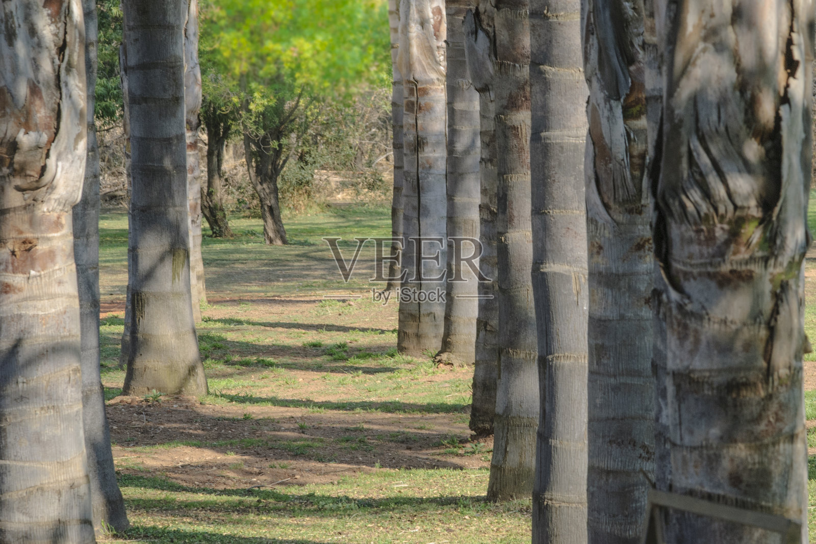 通过树干照片摄影图片