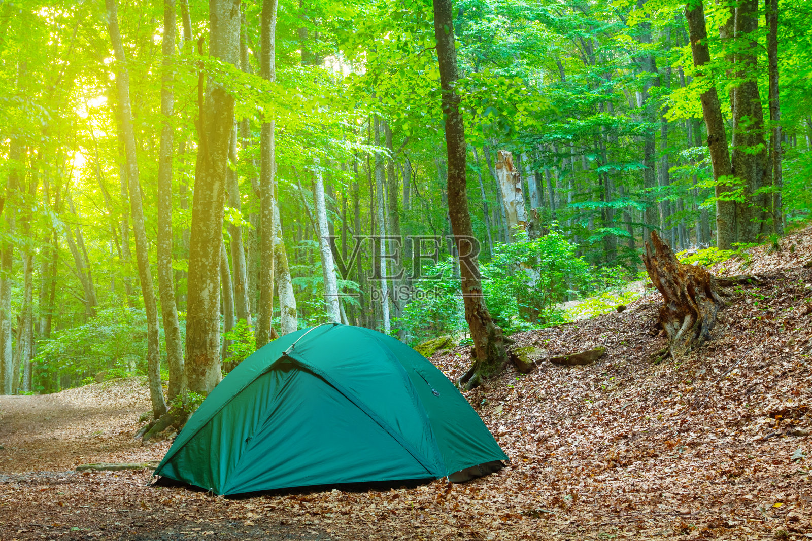 森林里的旅游帐篷照片摄影图片