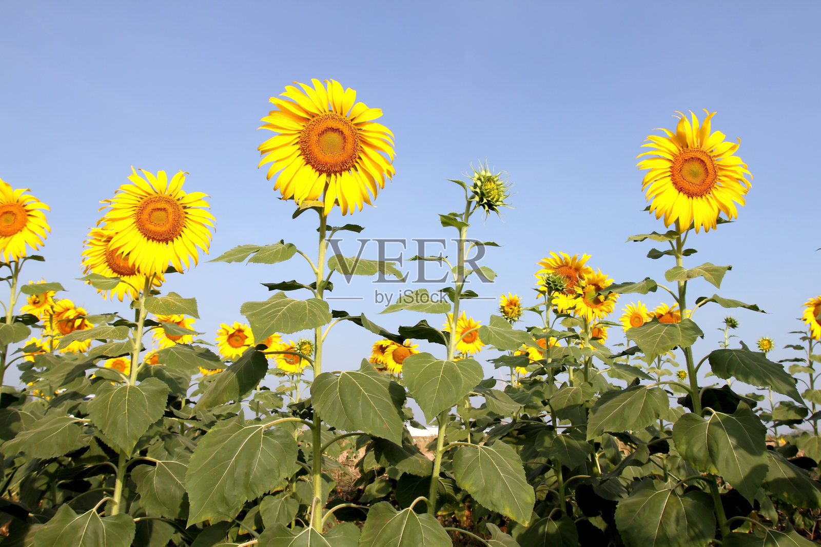 美丽的向日葵在田野与明亮的蓝色天空照片摄影图片