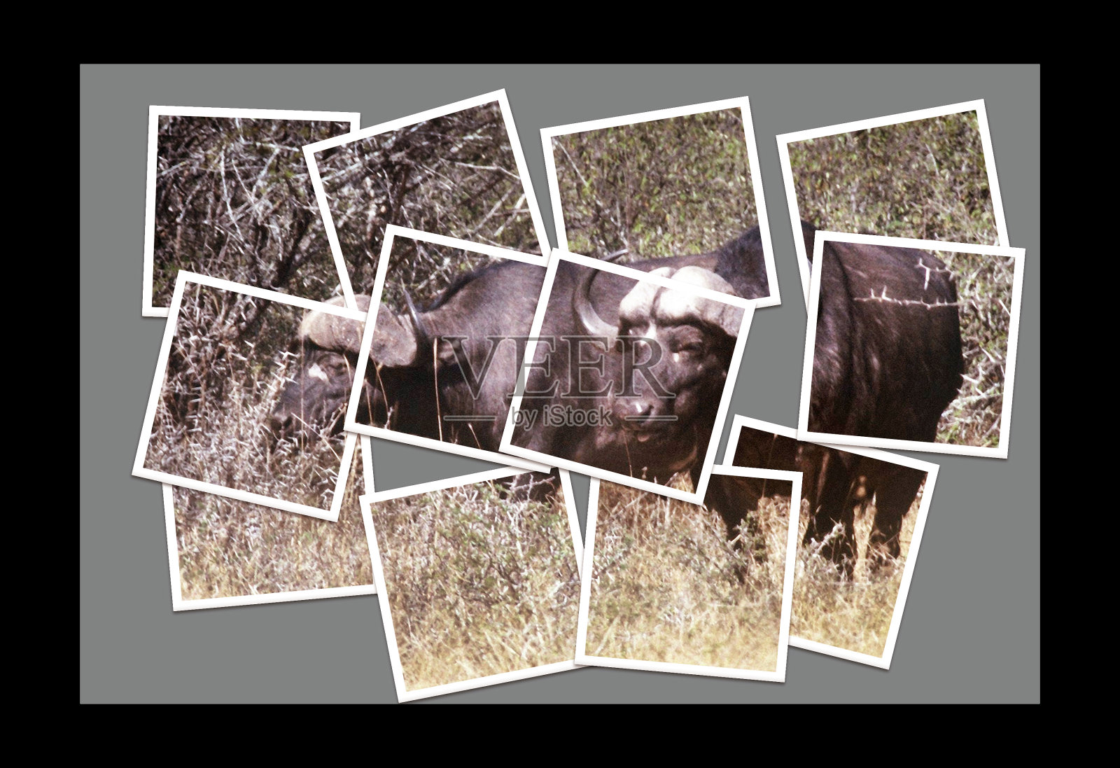 布法罗大学照片摄影图片