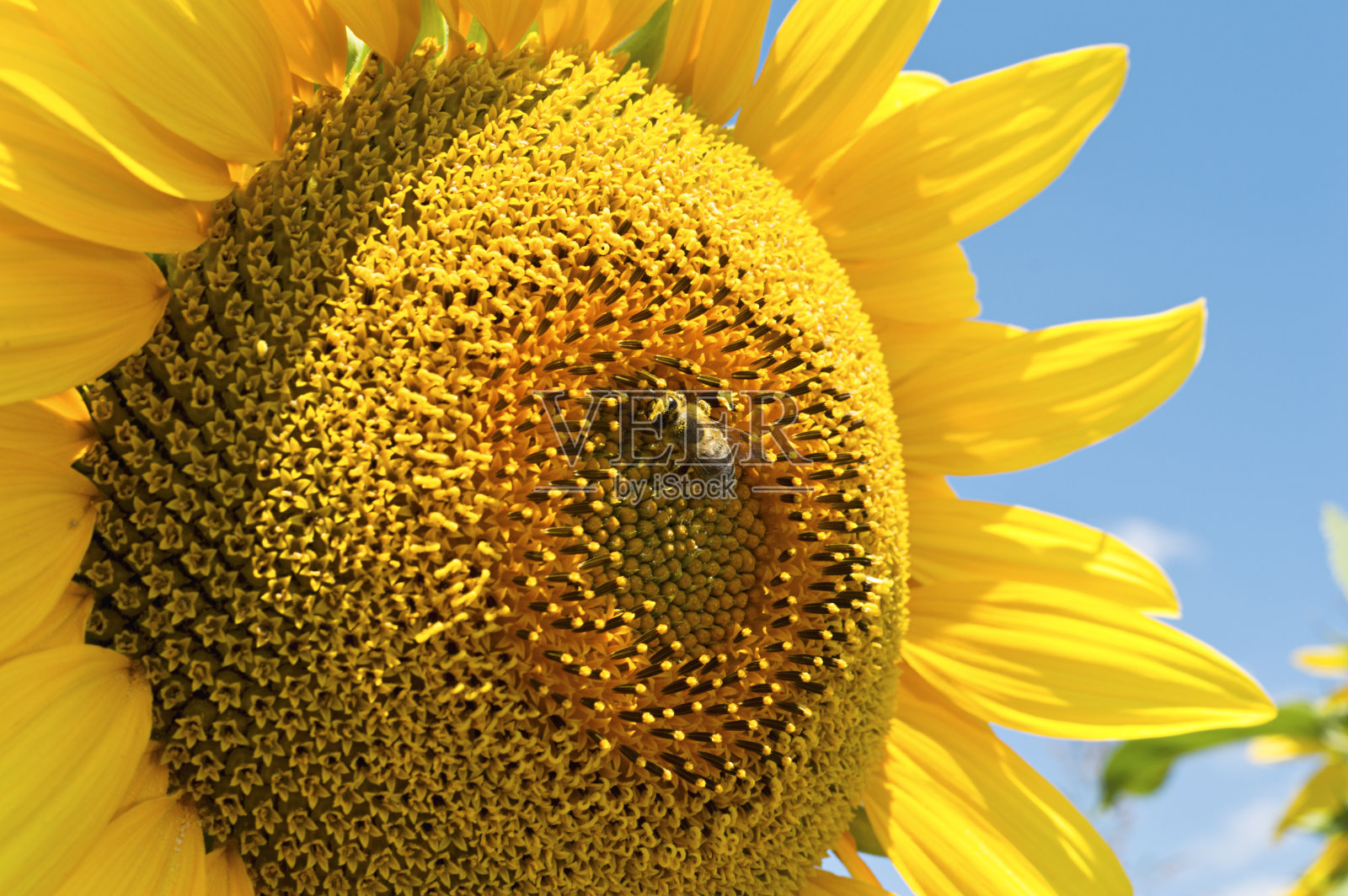 向日葵的蜜蜂。照片摄影图片