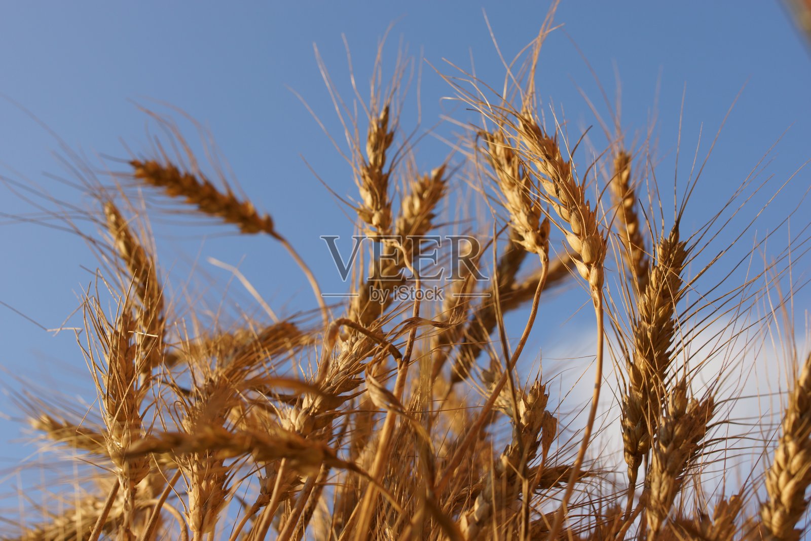 夏季小麦穗田照片摄影图片