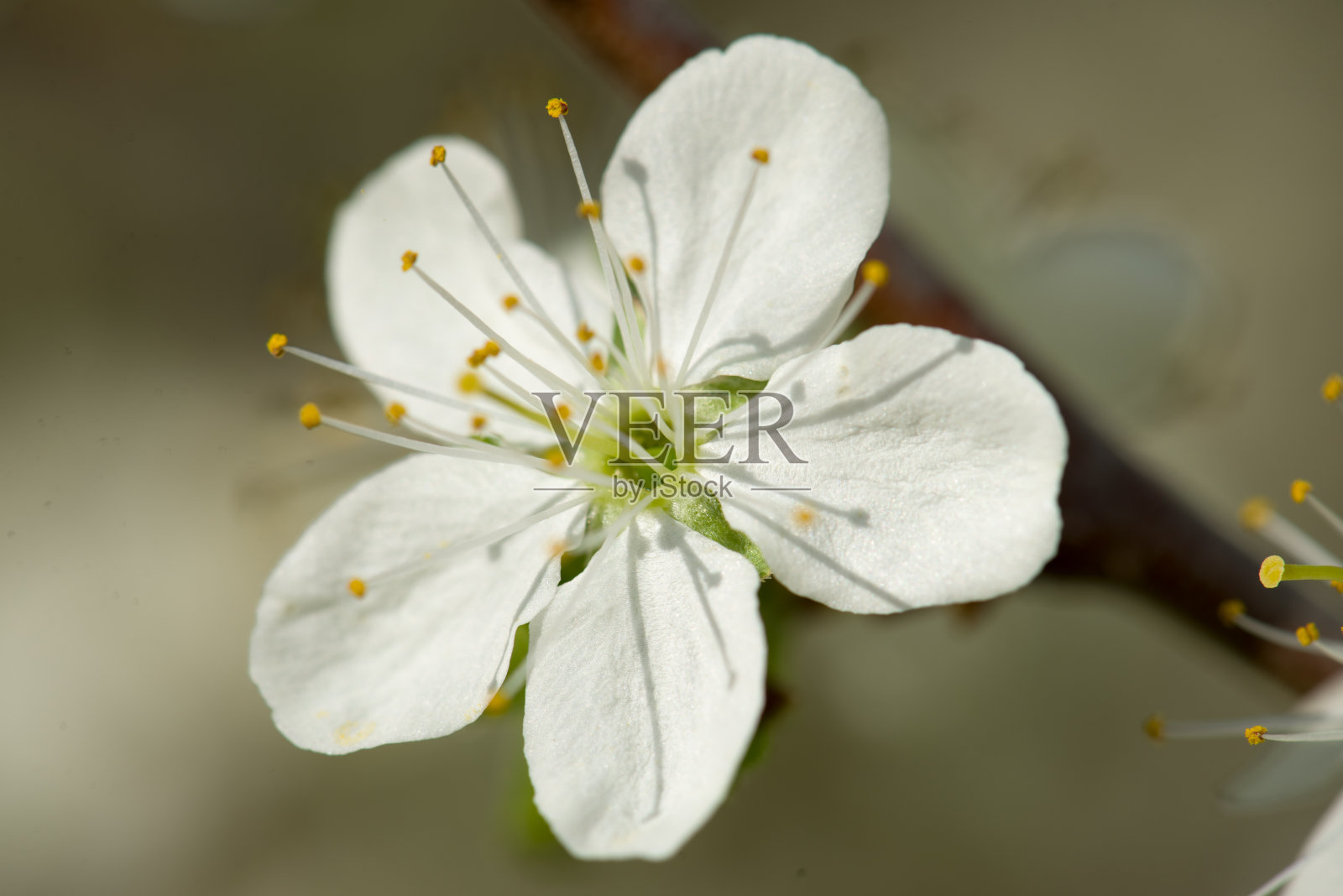 苹果树开花照片摄影图片
