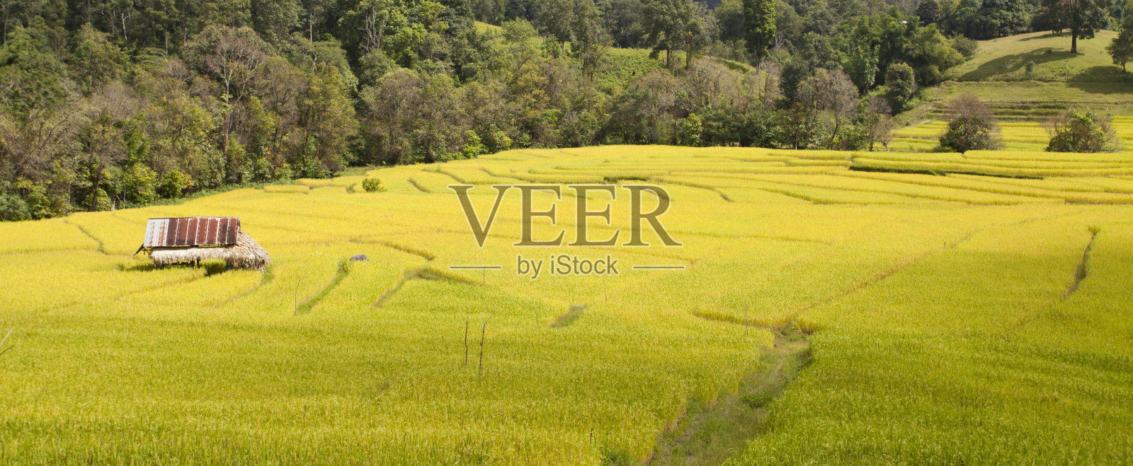 稻田照片摄影图片