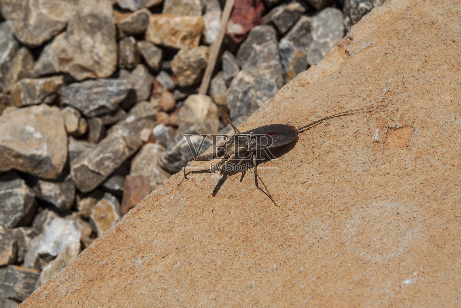 昆虫照片摄影图片