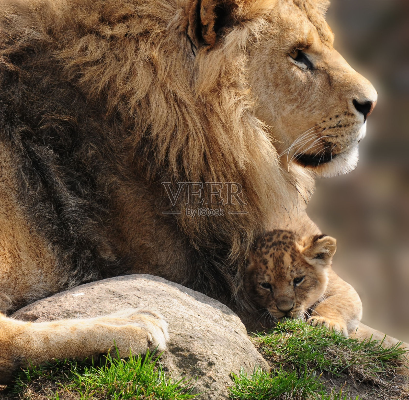 狮子照片摄影图片