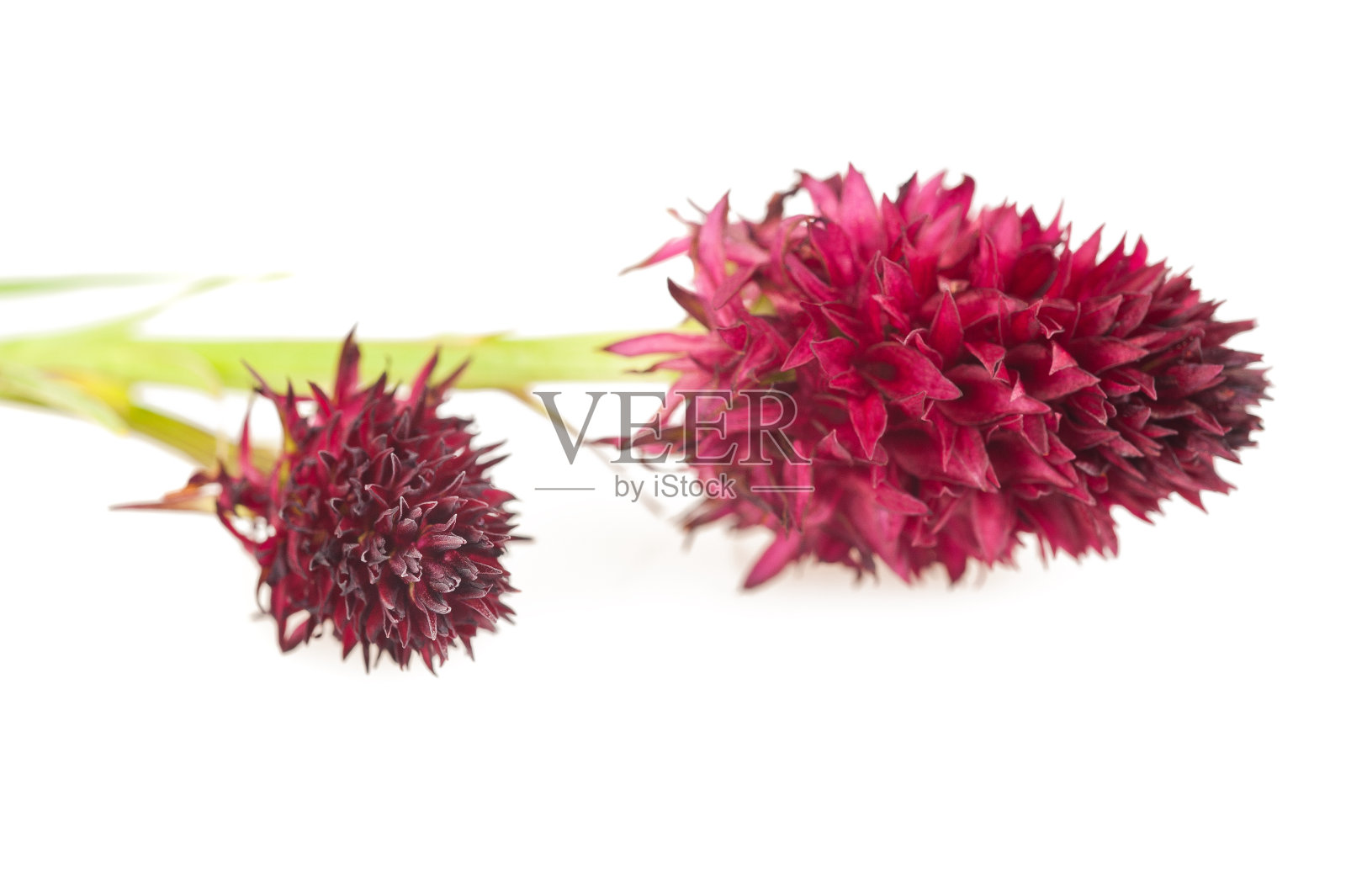 尼格里泰拉照片摄影图片