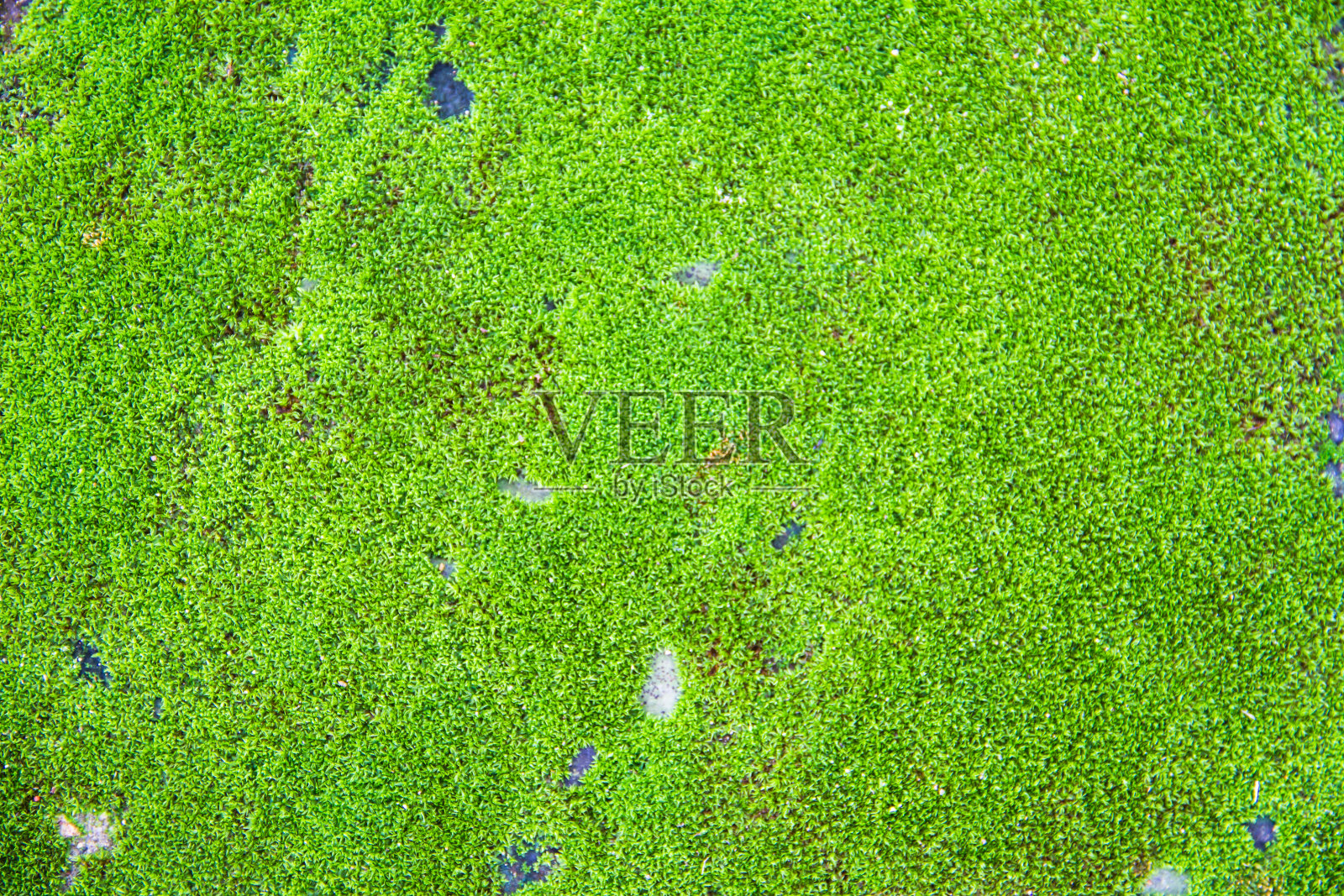 绿色的苔藓照片摄影图片