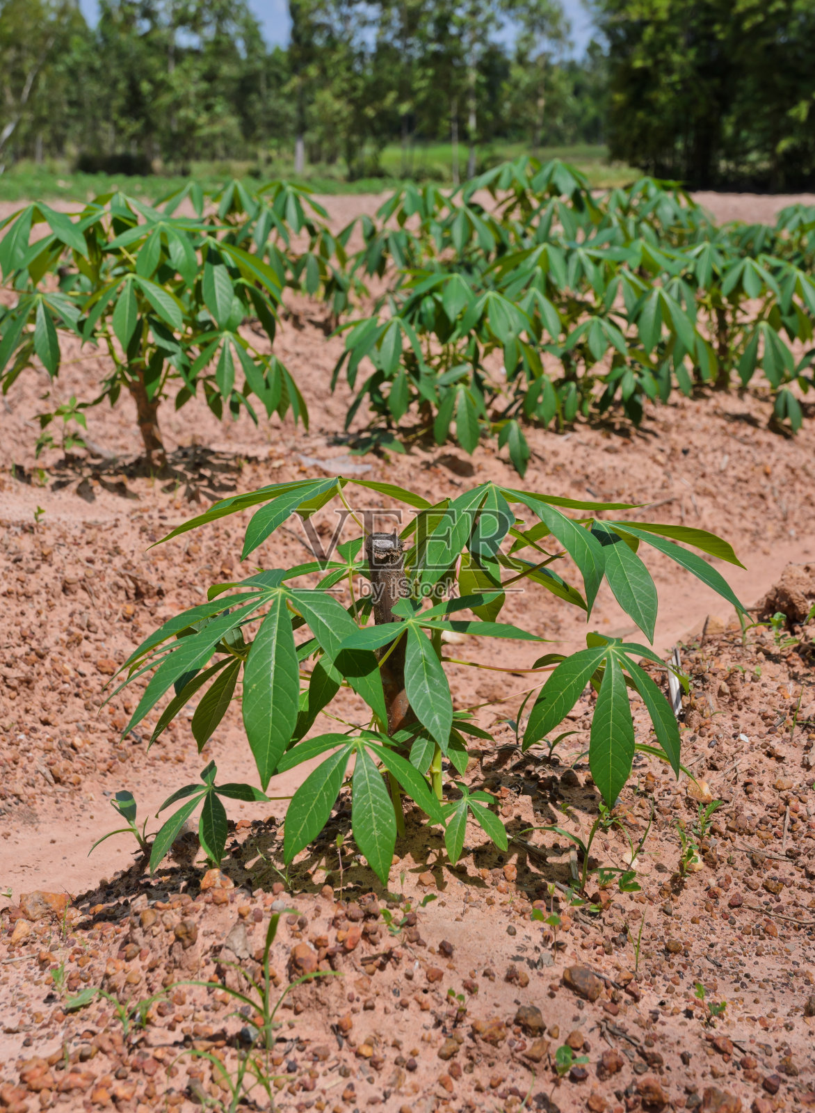 木薯种植照片摄影图片