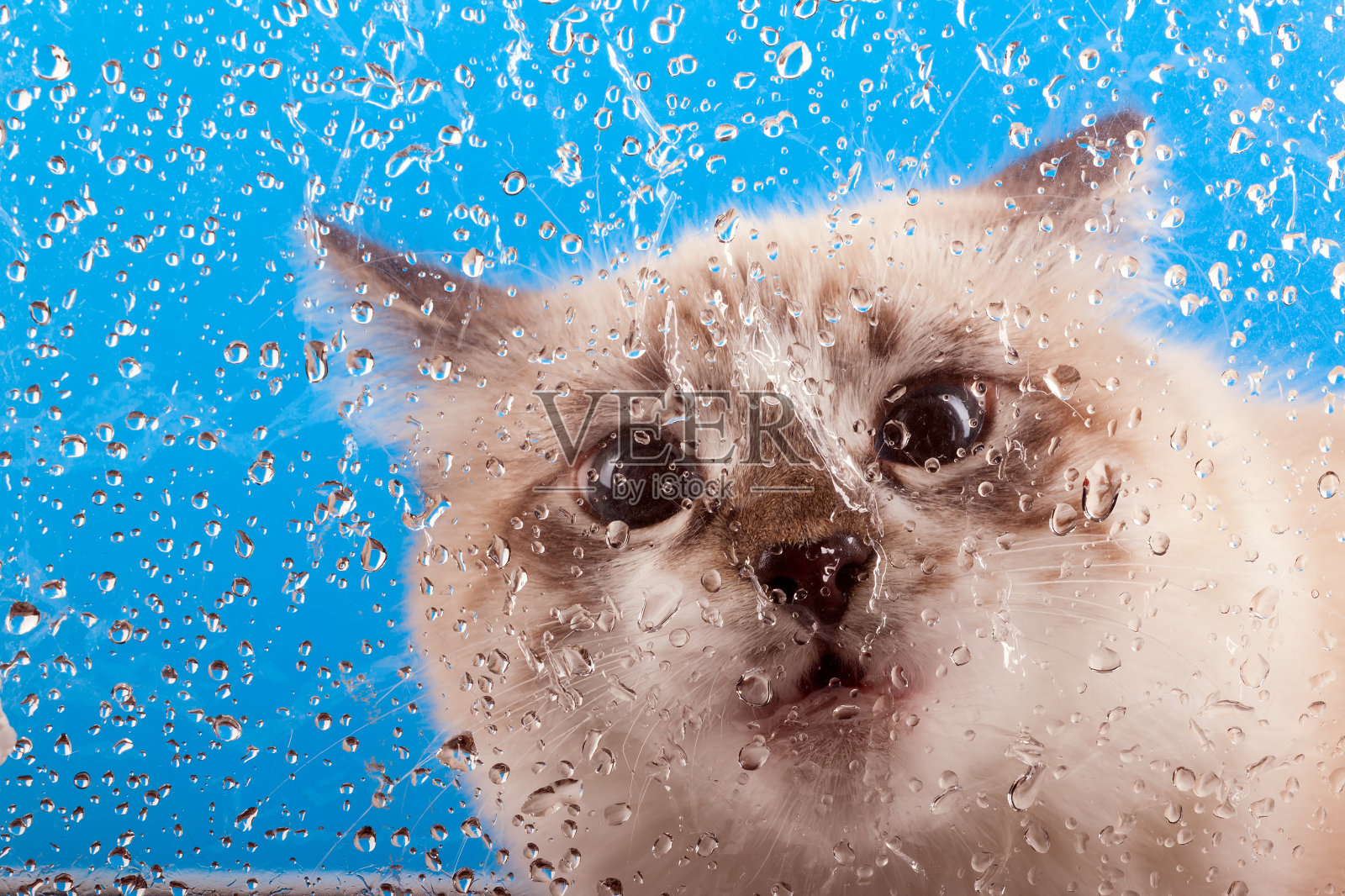 好奇的小猫看着窗外照片摄影图片