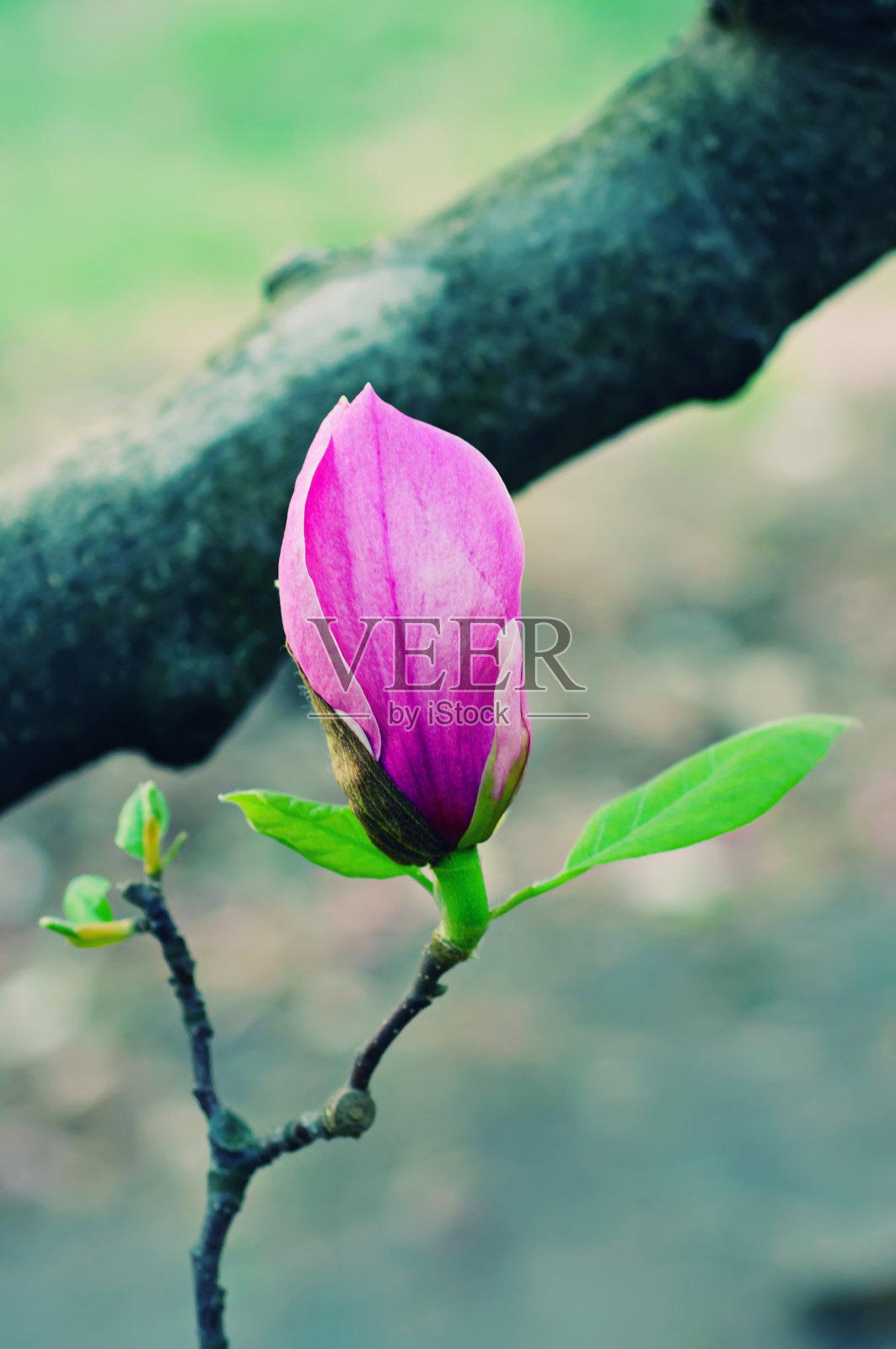 Magnolia百威。照片摄影图片