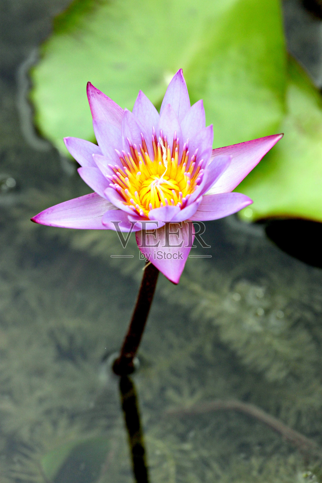 池塘里的紫罗兰莲花。照片摄影图片