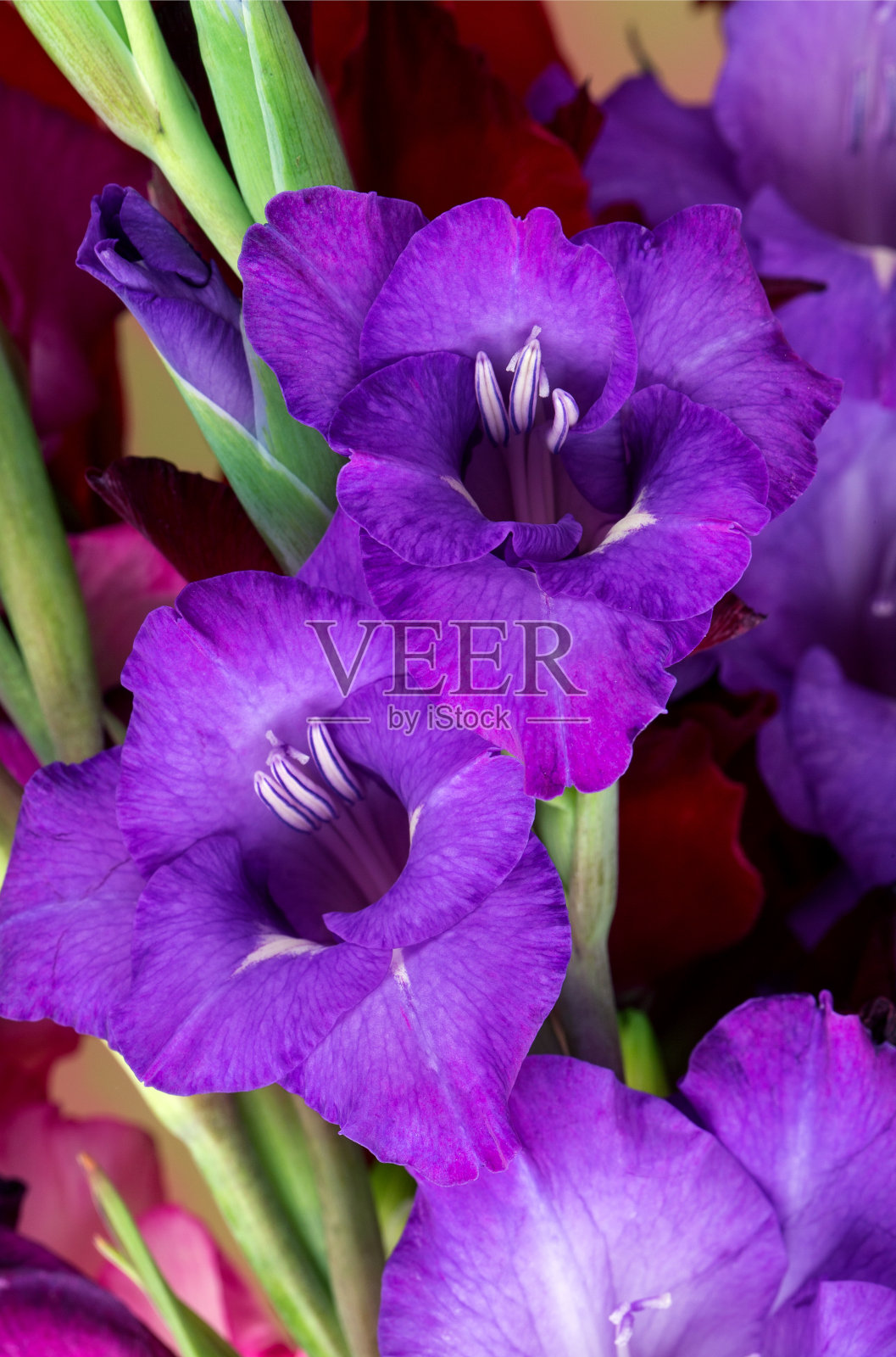 五彩缤纷的鲜花剑兰照片摄影图片