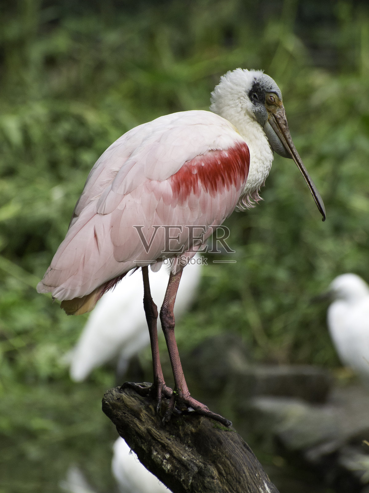 鸟照片摄影图片