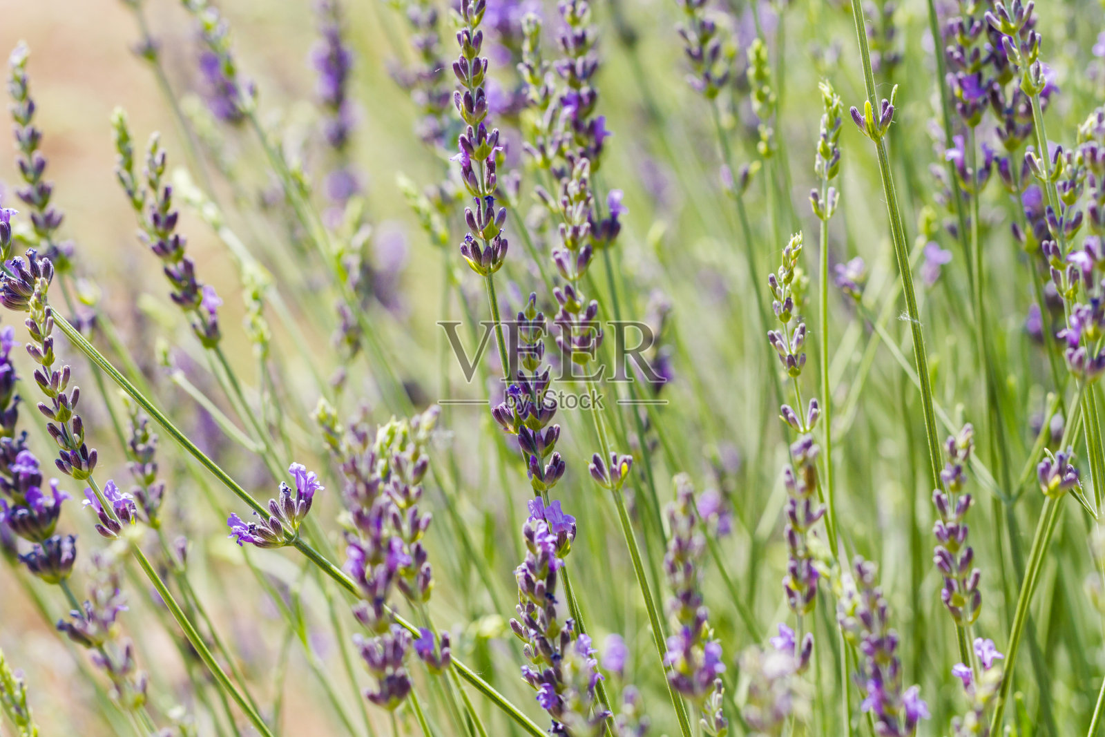 薰衣草照片摄影图片