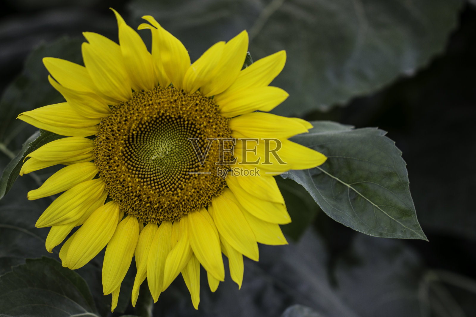 向日葵照片摄影图片