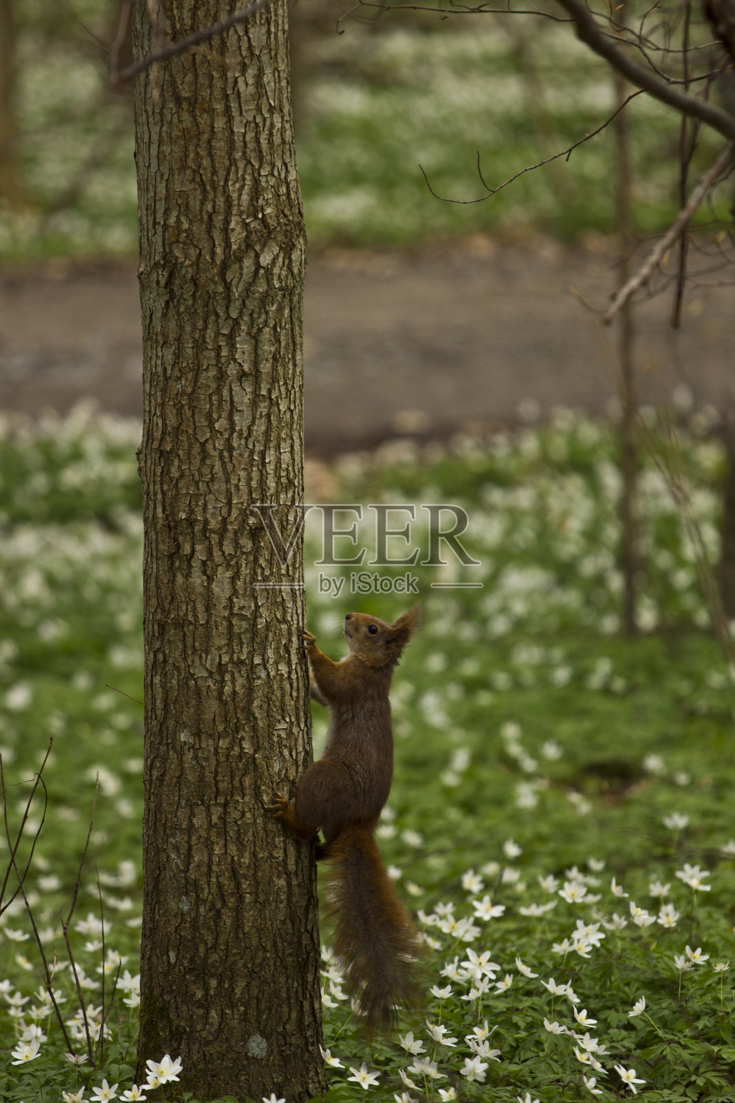 松鼠爬上了树照片摄影图片