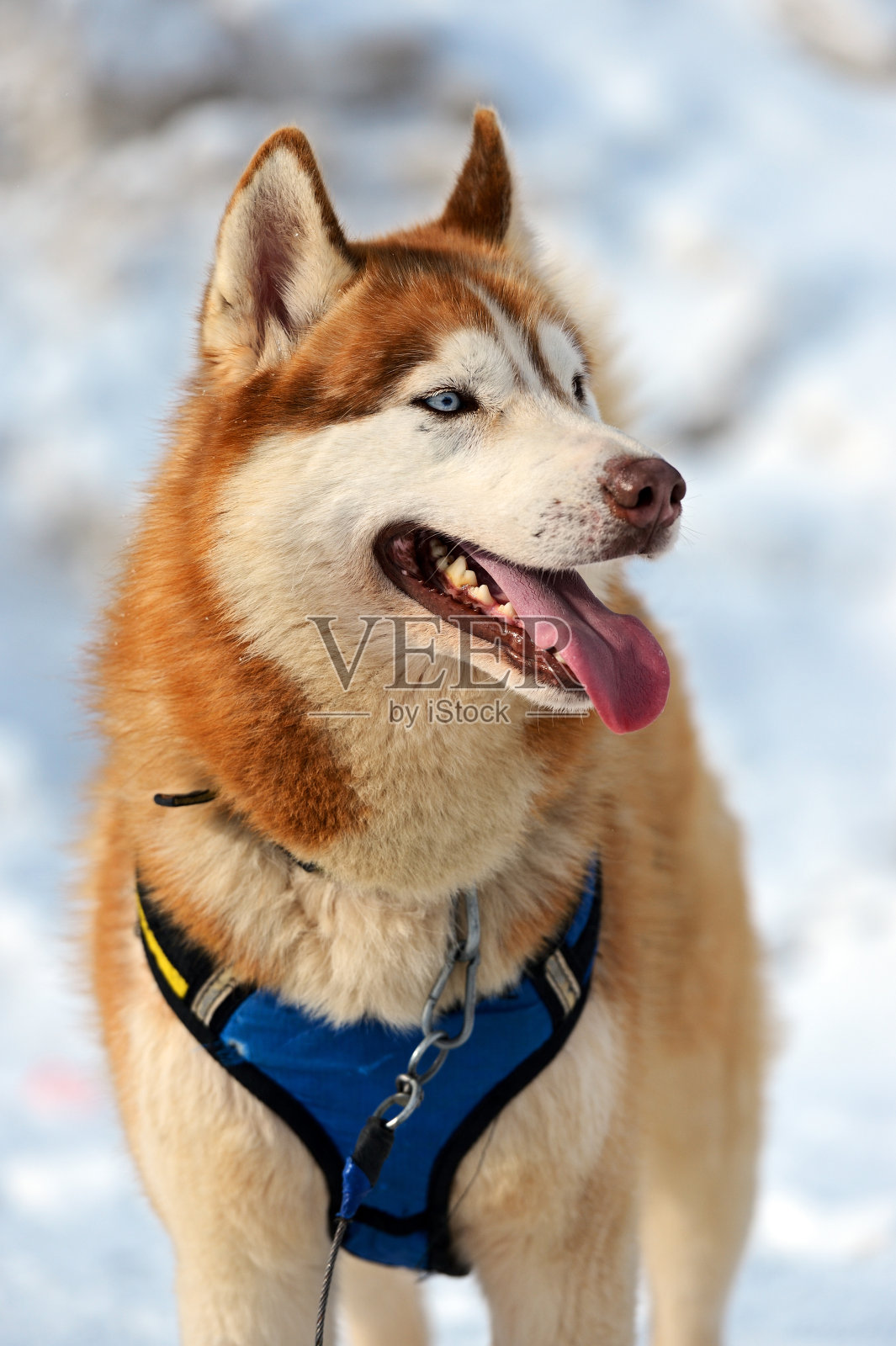 哈士奇狗照片摄影图片