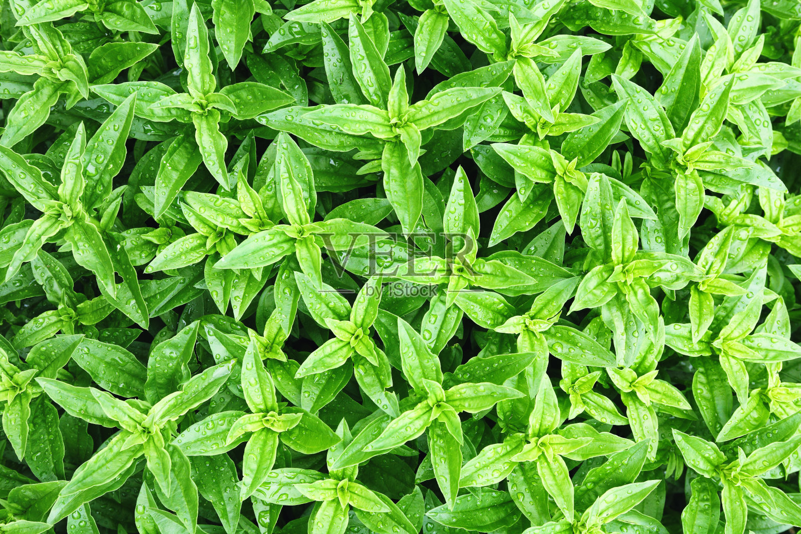 绿色的树叶照片摄影图片