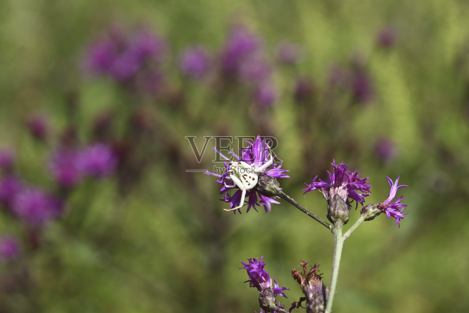 蜘蛛照片摄影图片