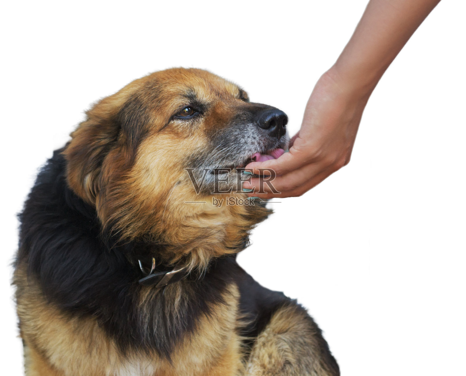 狗和手照片摄影图片