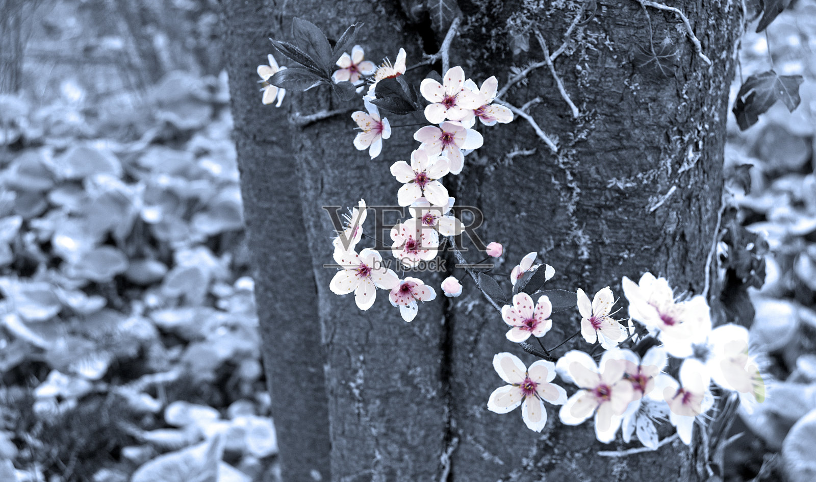 花的本质照片摄影图片