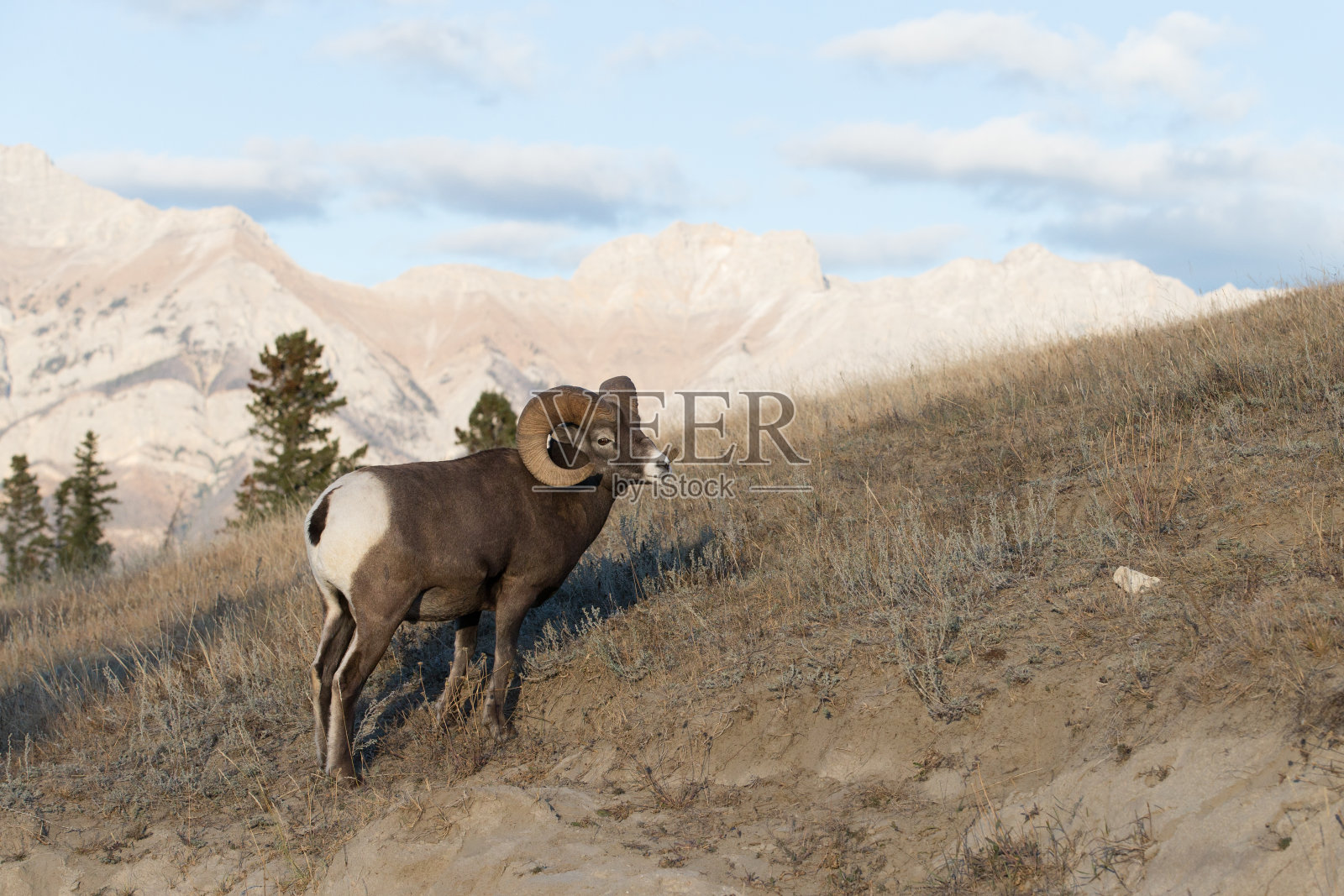 加拿大阿尔伯塔省贾斯帕国家公园的雄性大角羊照片摄影图片