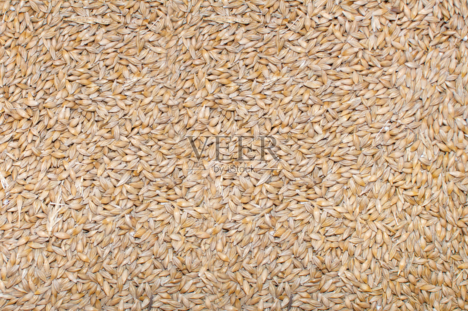 燕麦关闭照片摄影图片