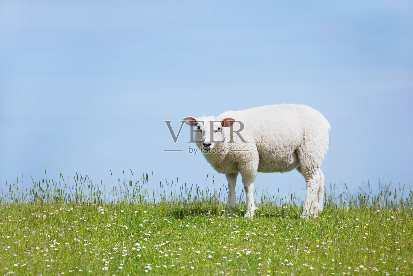 白羊站在工棚上望着照片摄影图片