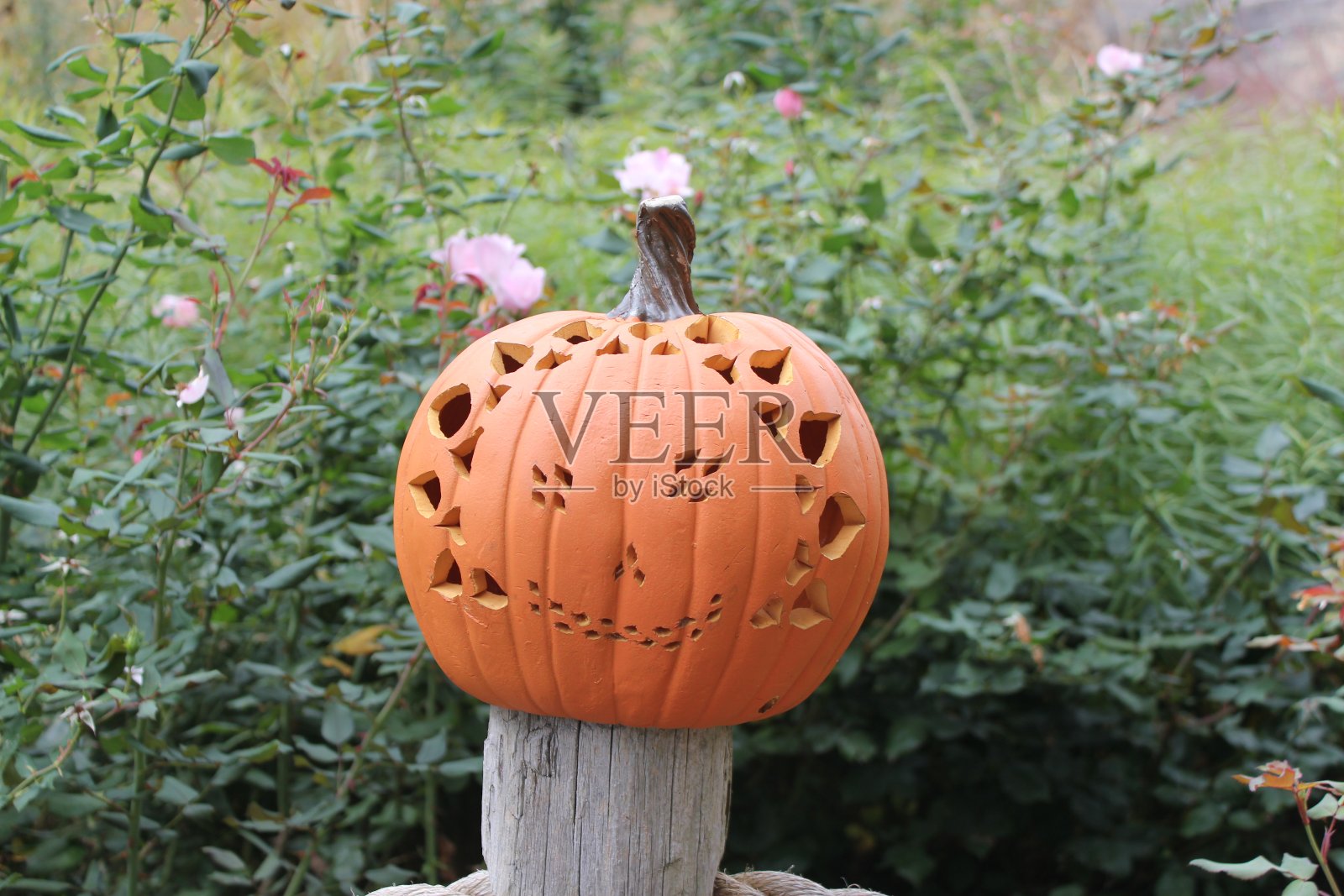 万圣节的南瓜照片摄影图片