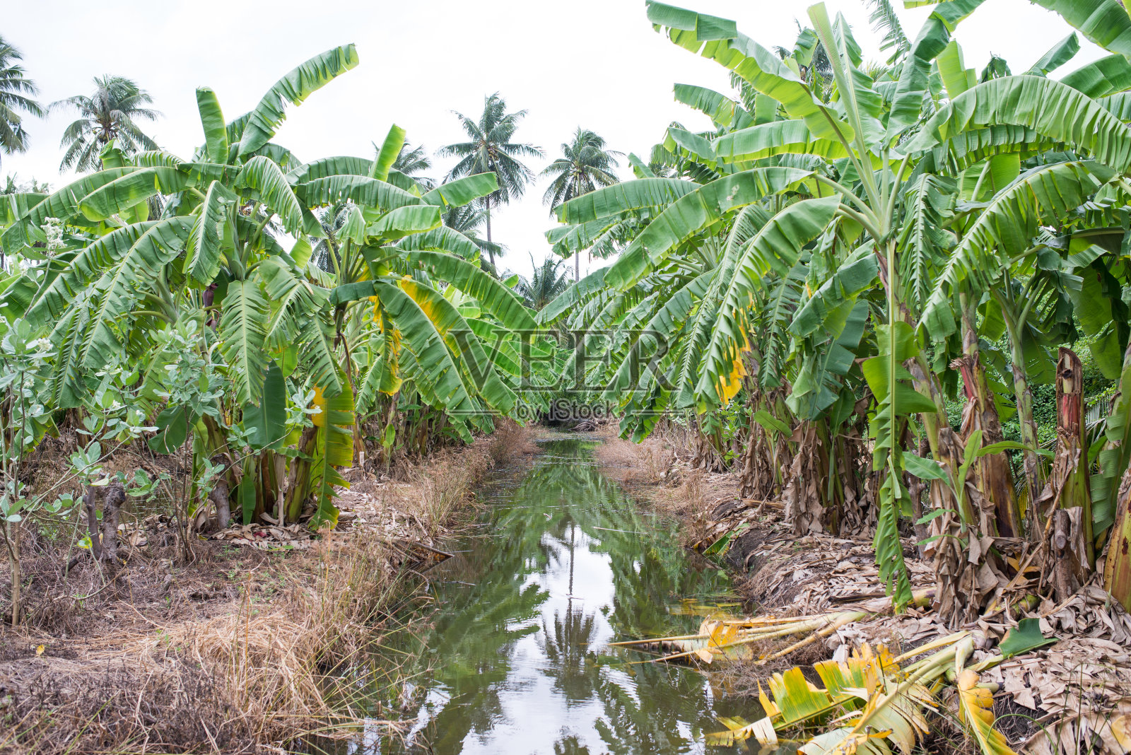香蕉树种植园照片摄影图片