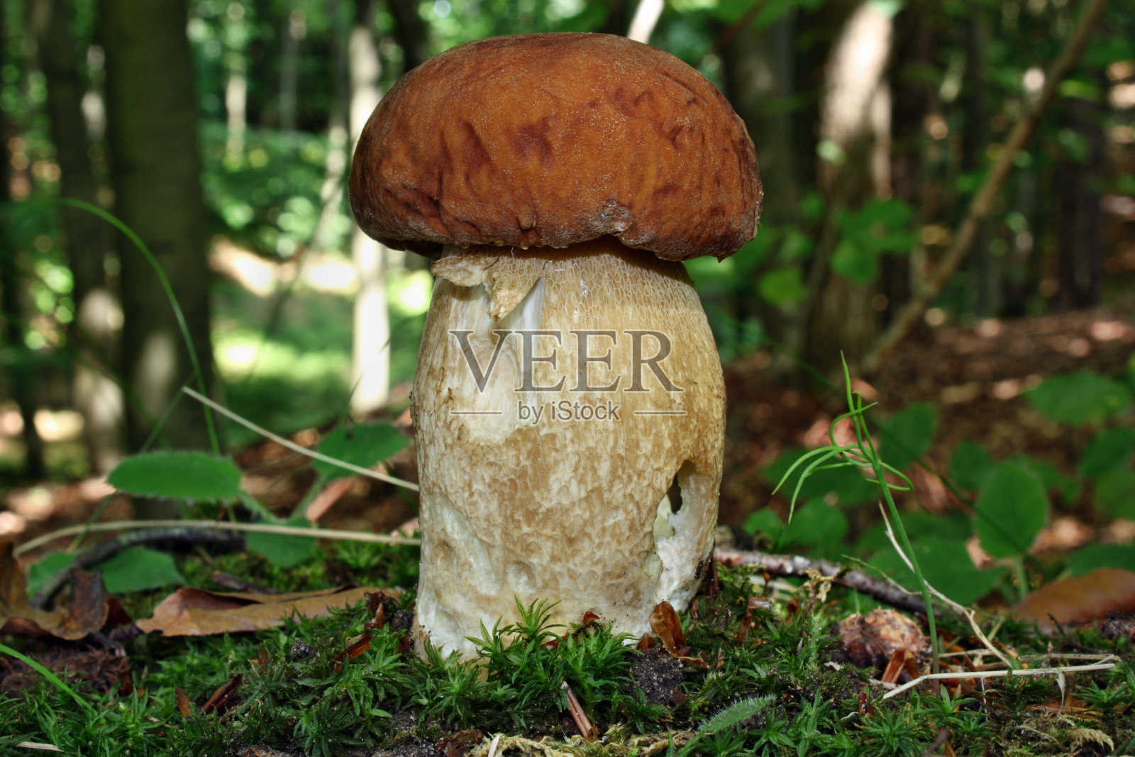 牛肝菌属菌类蘑菇照片摄影图片