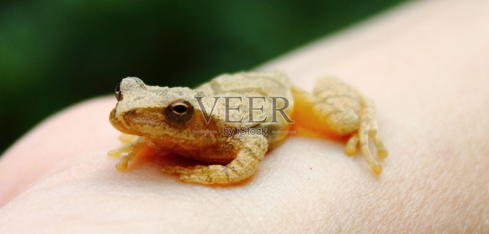 黄色青蛙在手照片摄影图片