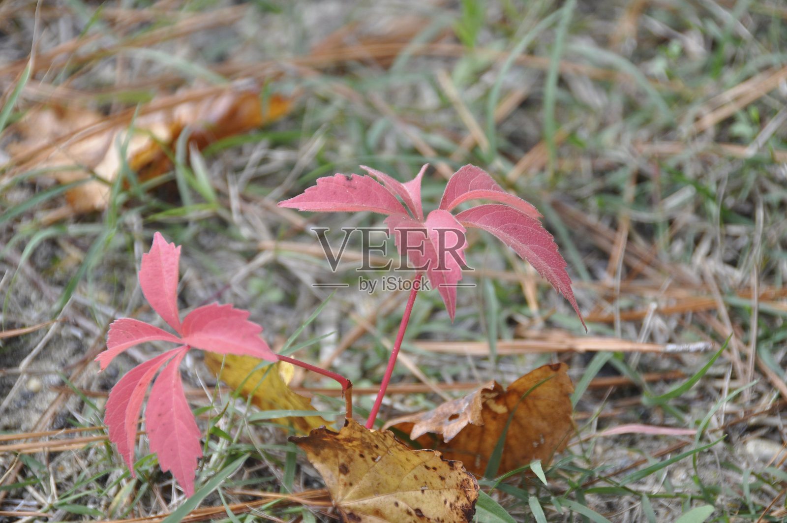 新的增长照片摄影图片