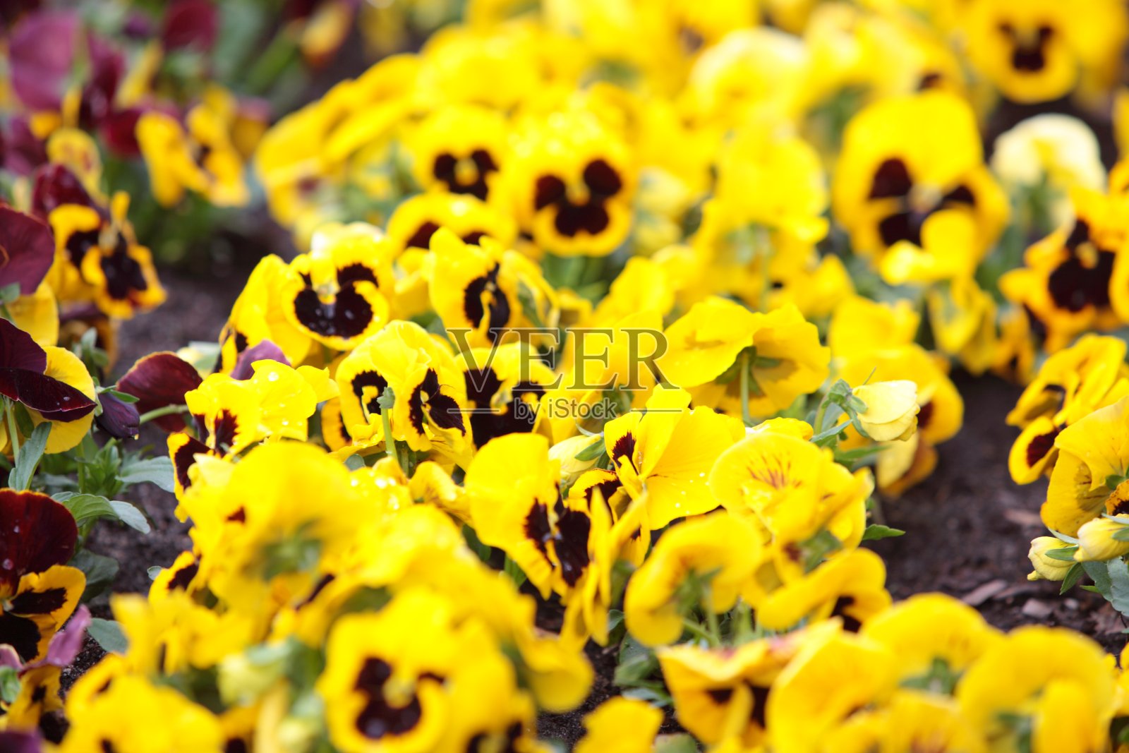 花园里的黄色三色堇作为背景照片摄影图片