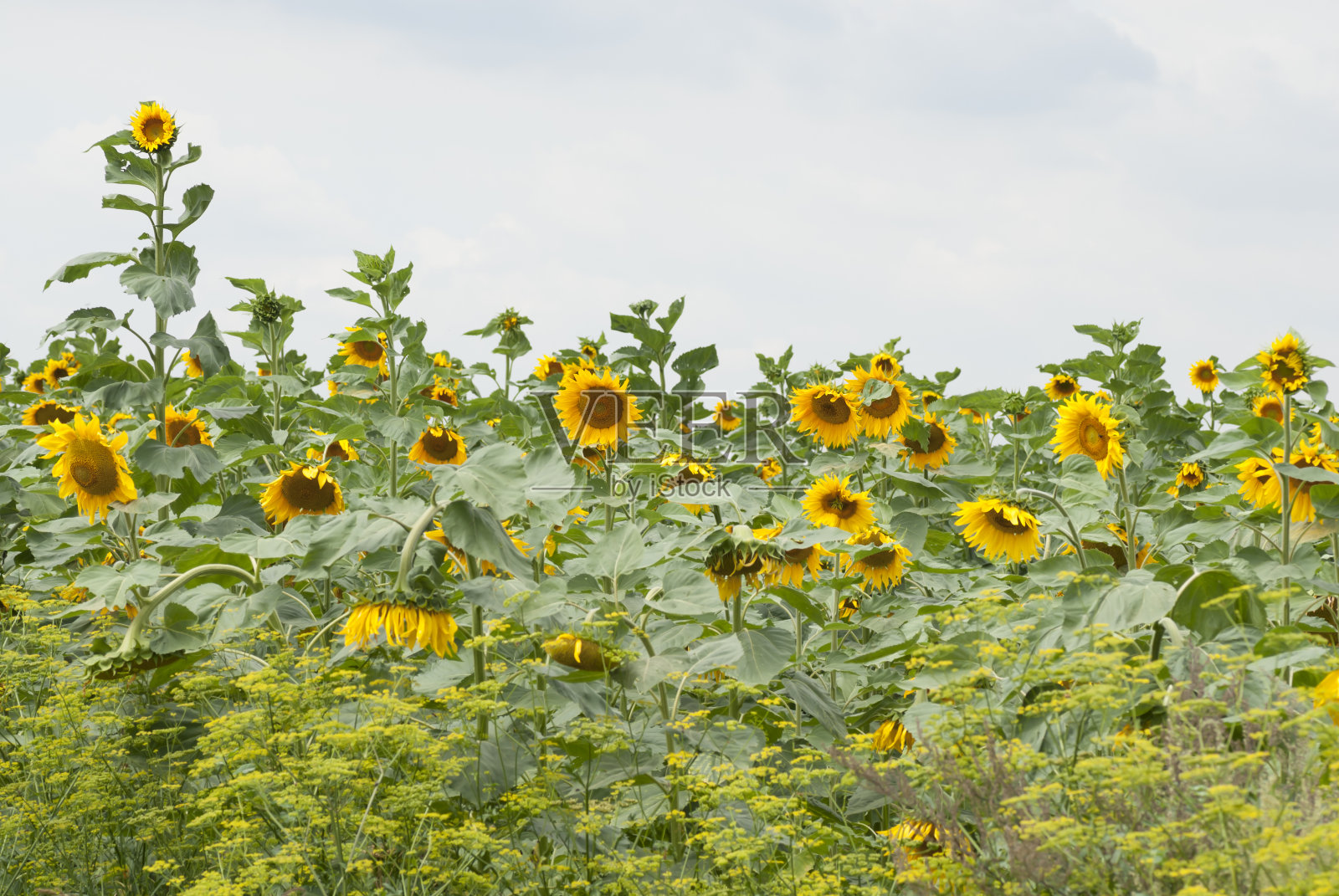 波兰的向日葵田。照片摄影图片