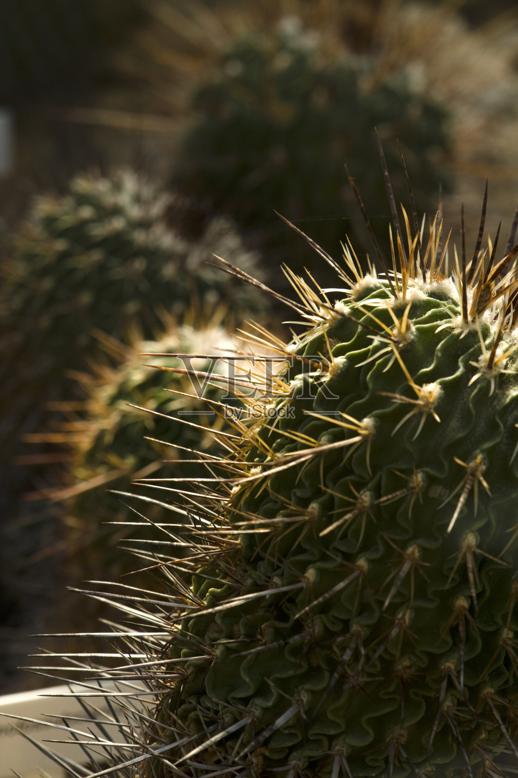 仙人掌照片摄影图片