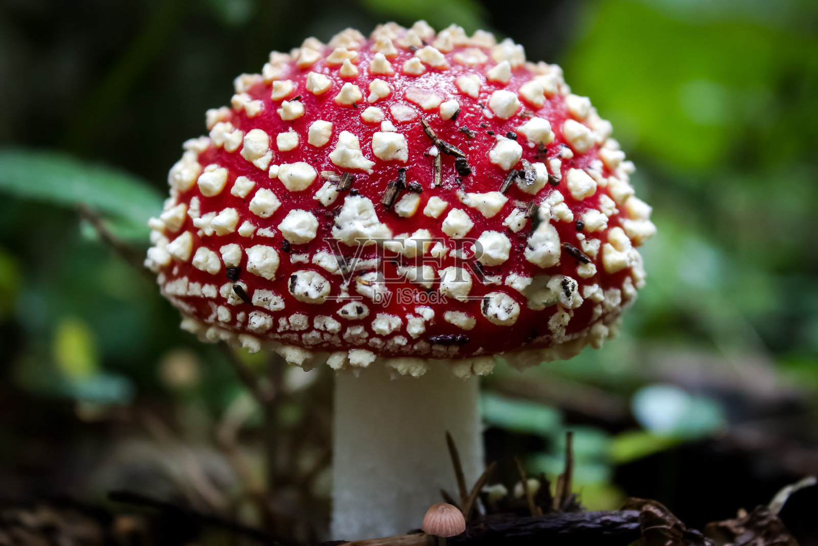 神奇蘑菇照片摄影图片