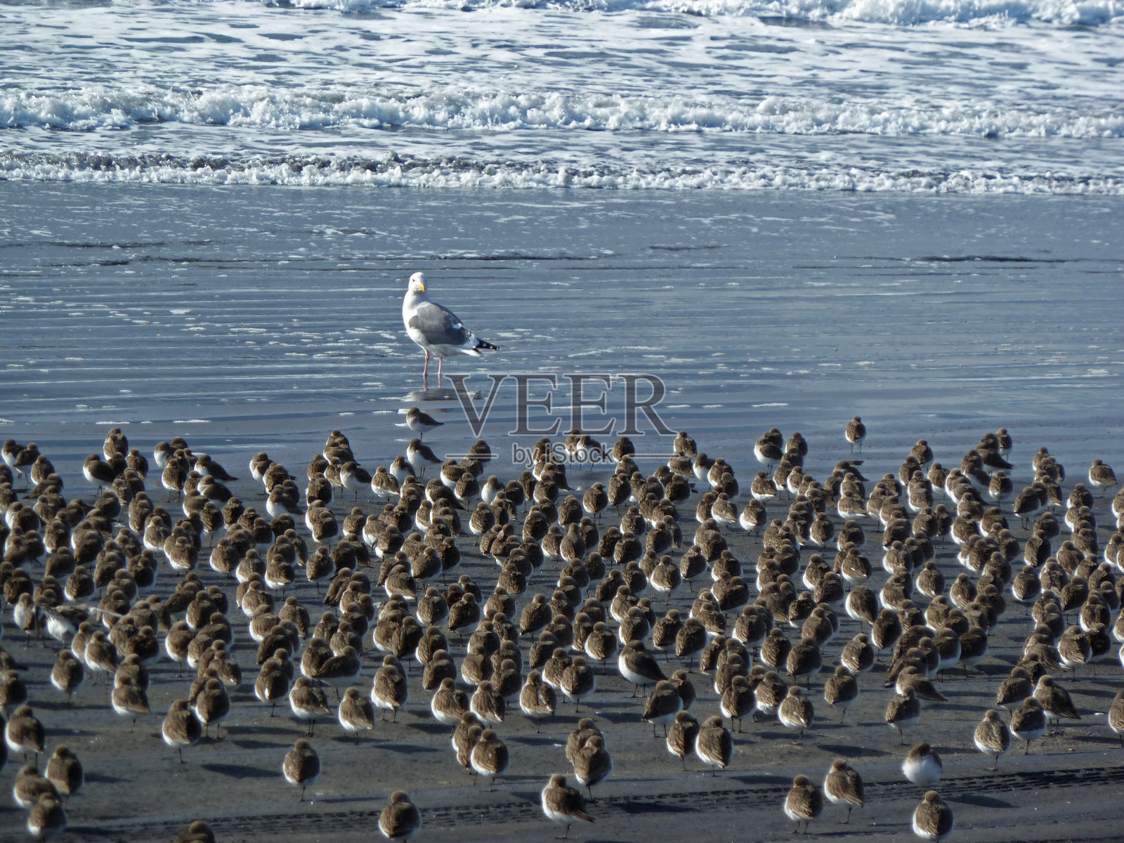 海鸥和风笛手照片摄影图片