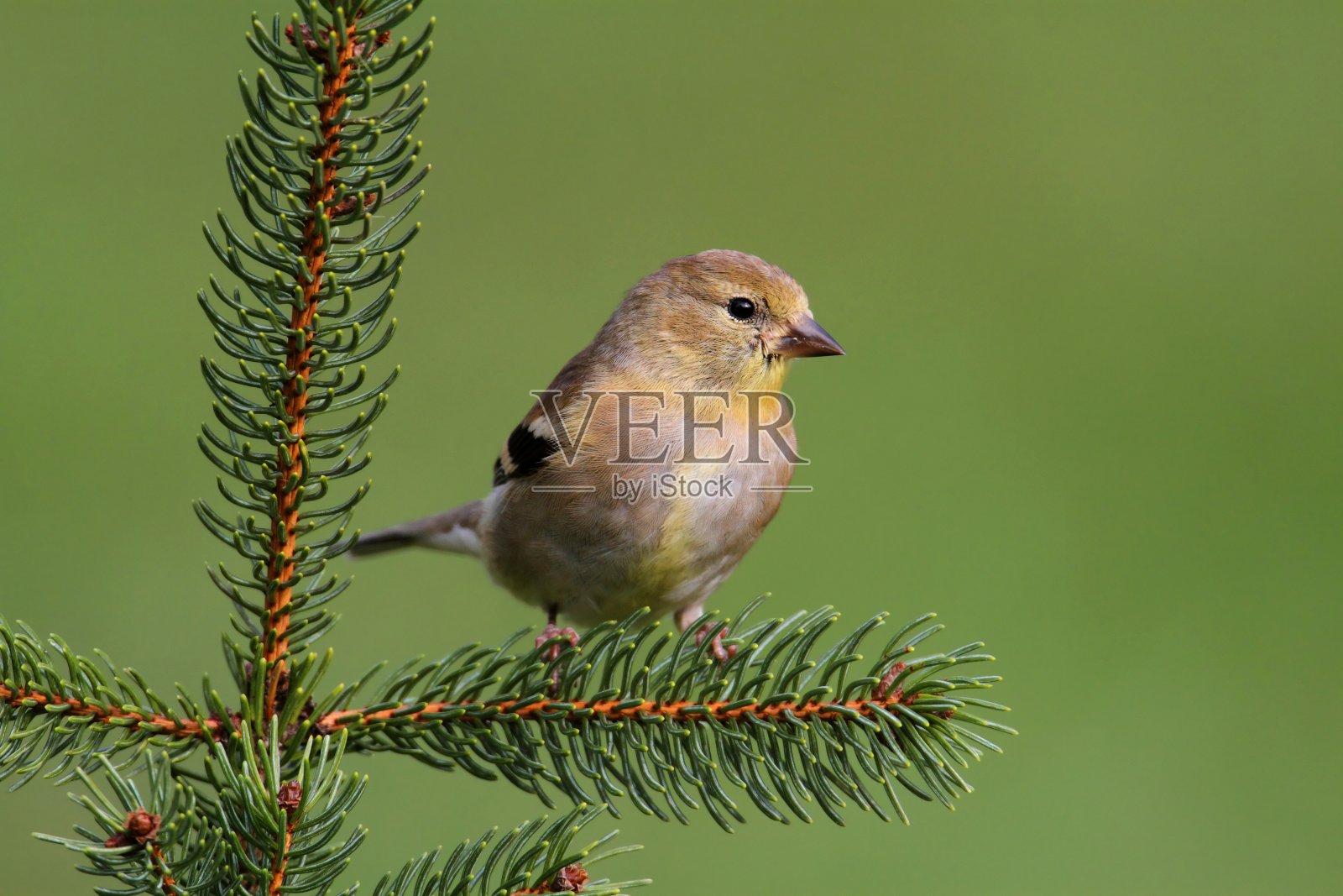 美国金翅雀(Carduelis tristis)照片摄影图片
