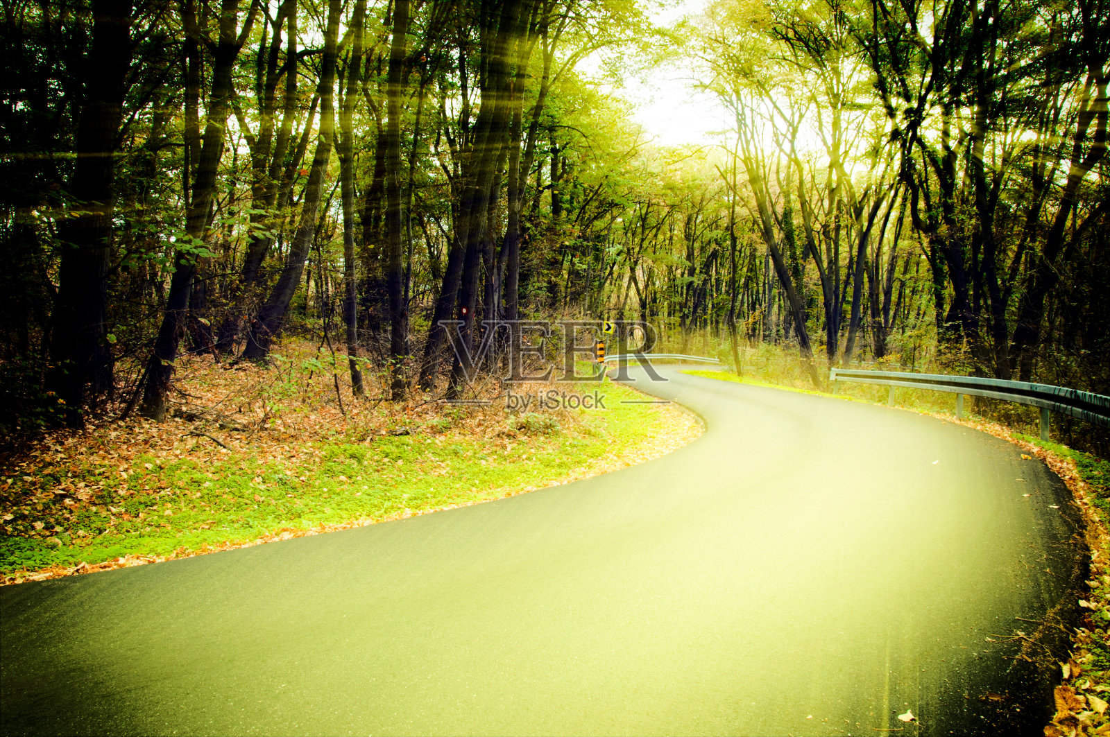 早上在森林照片摄影图片