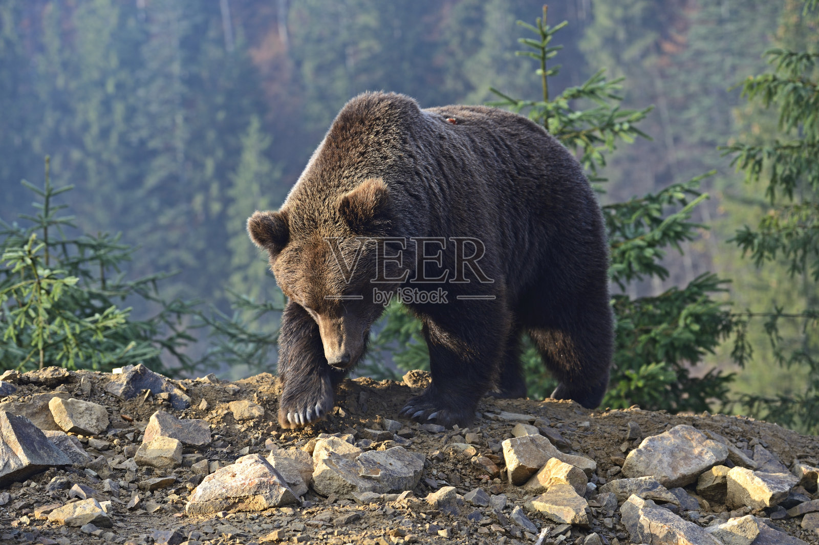 棕熊照片摄影图片