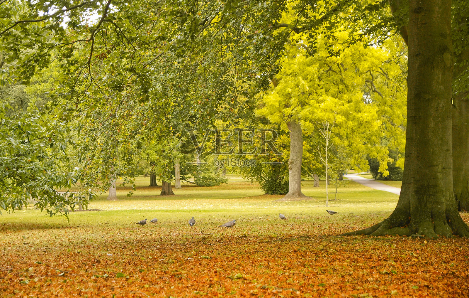 公园里的树照片摄影图片