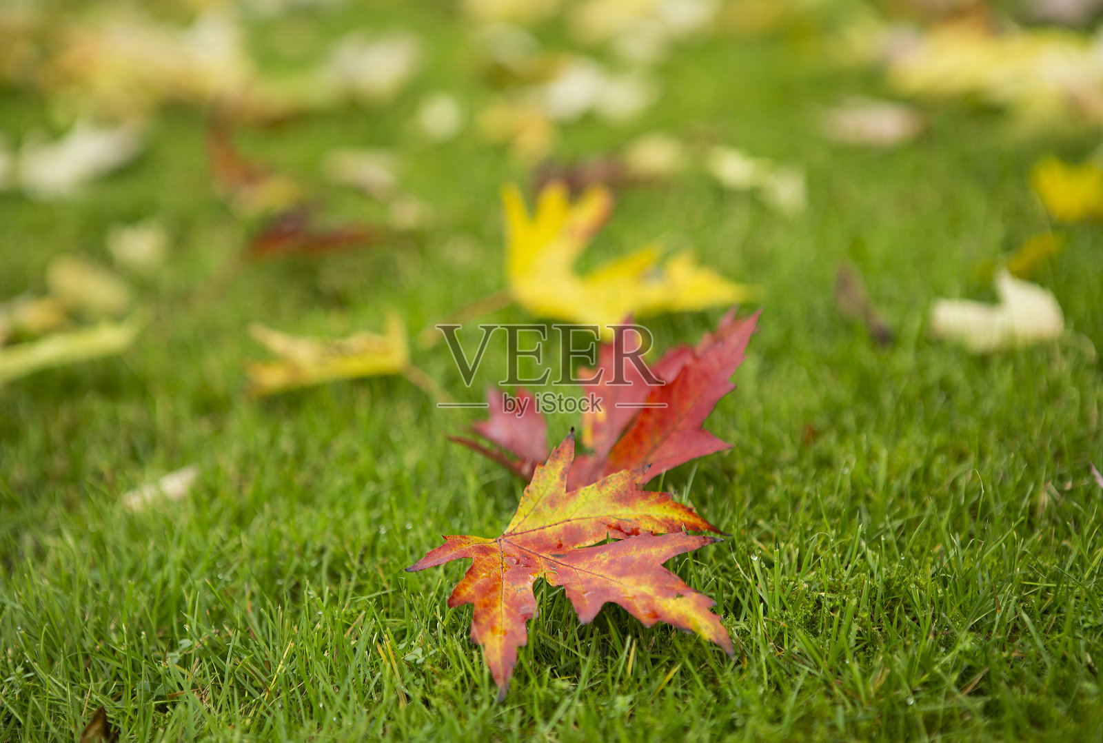 秋叶群照片摄影图片