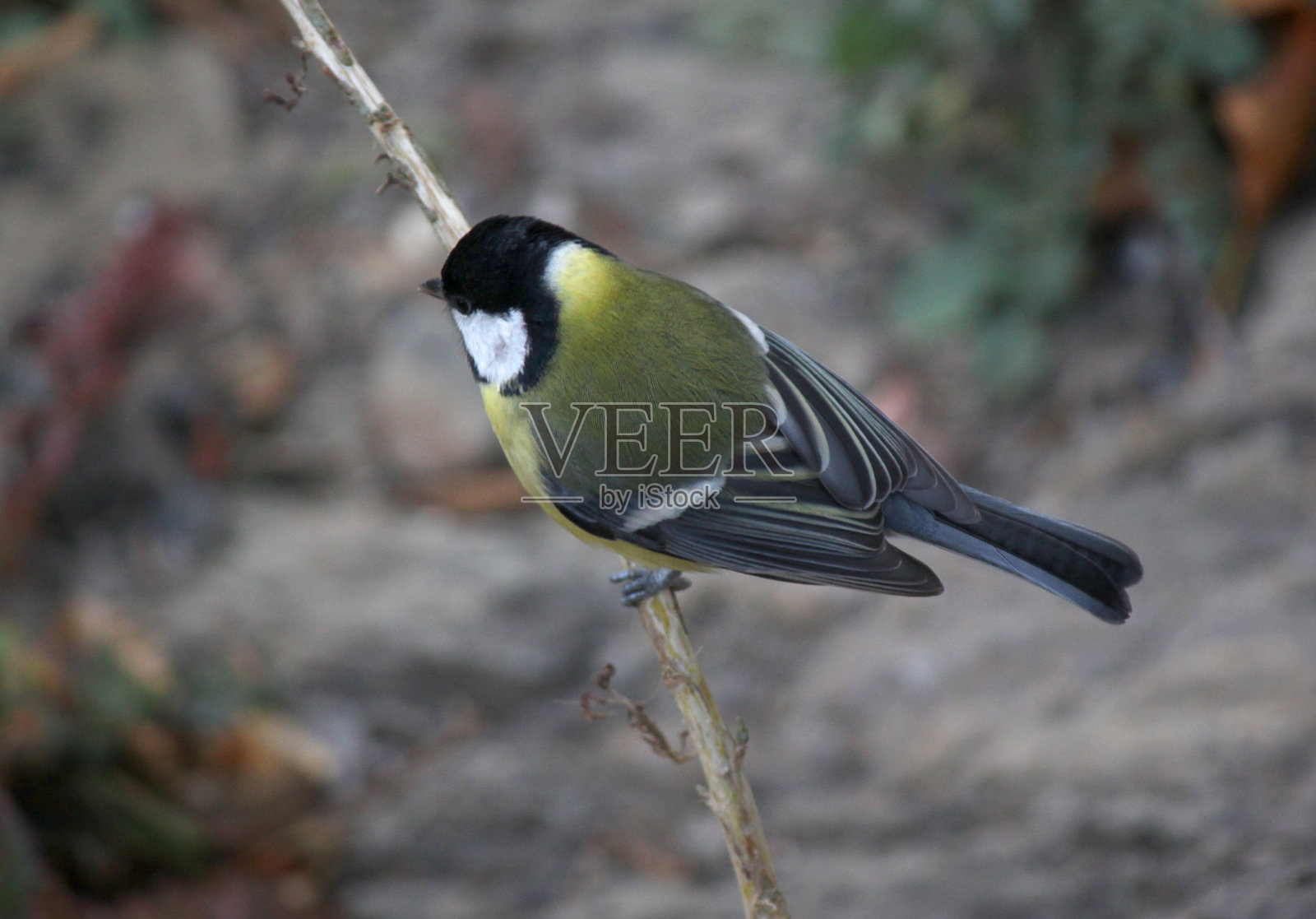 小帆船照片摄影图片