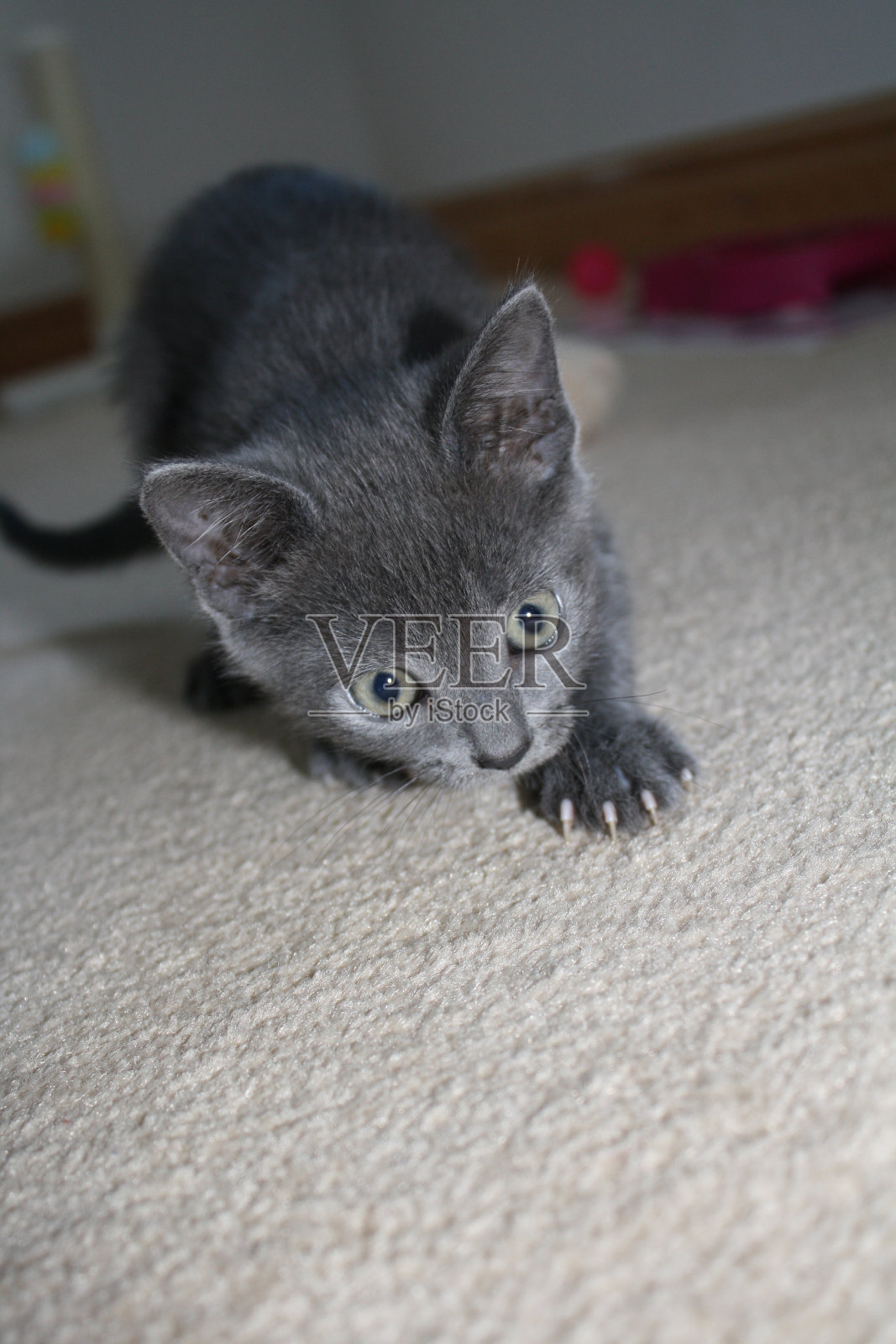 在小猫照片摄影图片