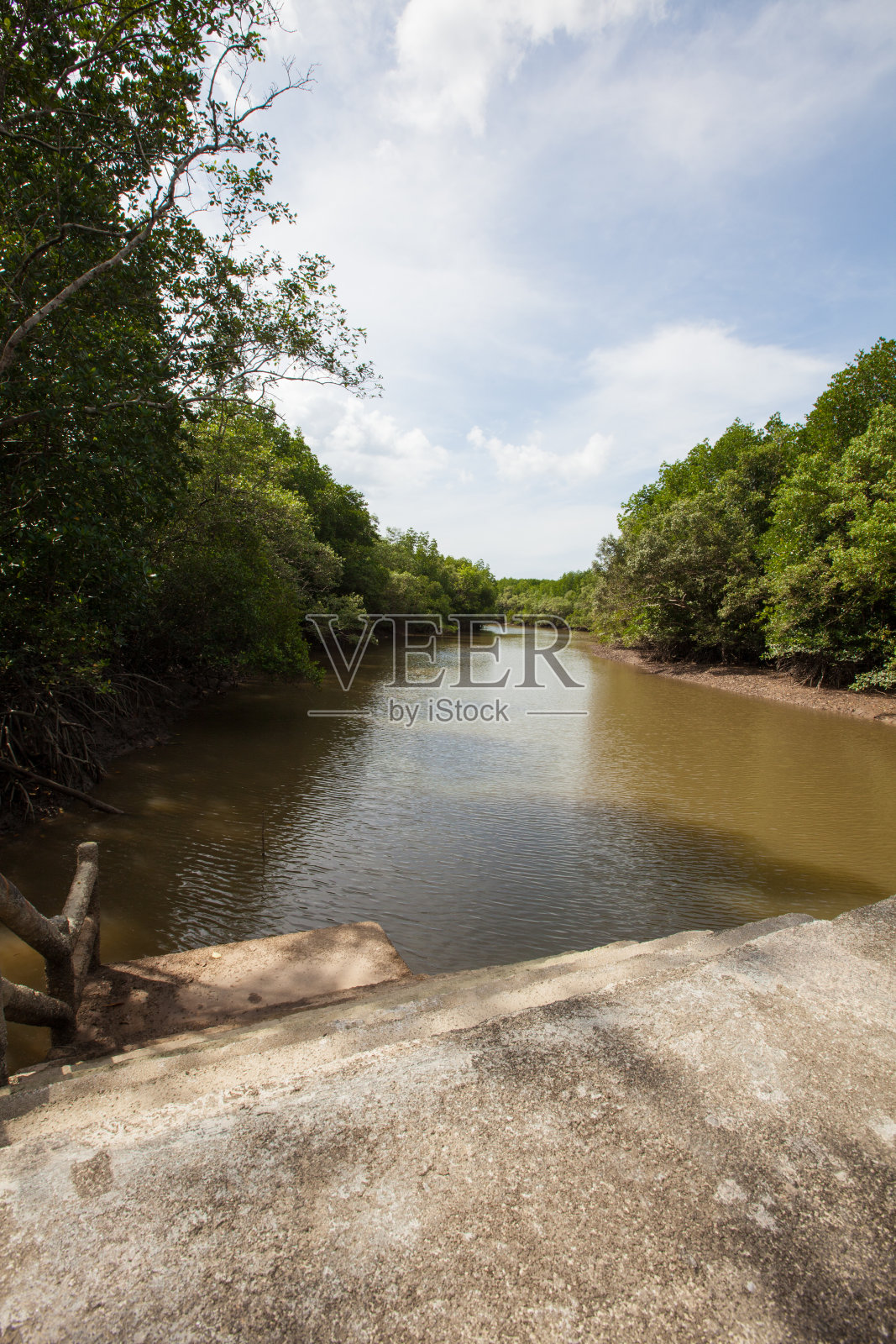 红树林的港口通道。照片摄影图片